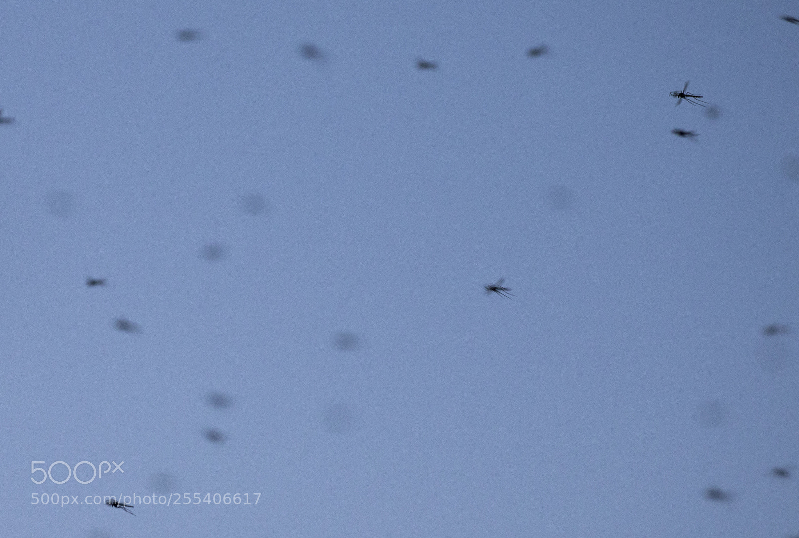 Canon EOS 7D Mark II sample photo. Mosquito edmonton photography