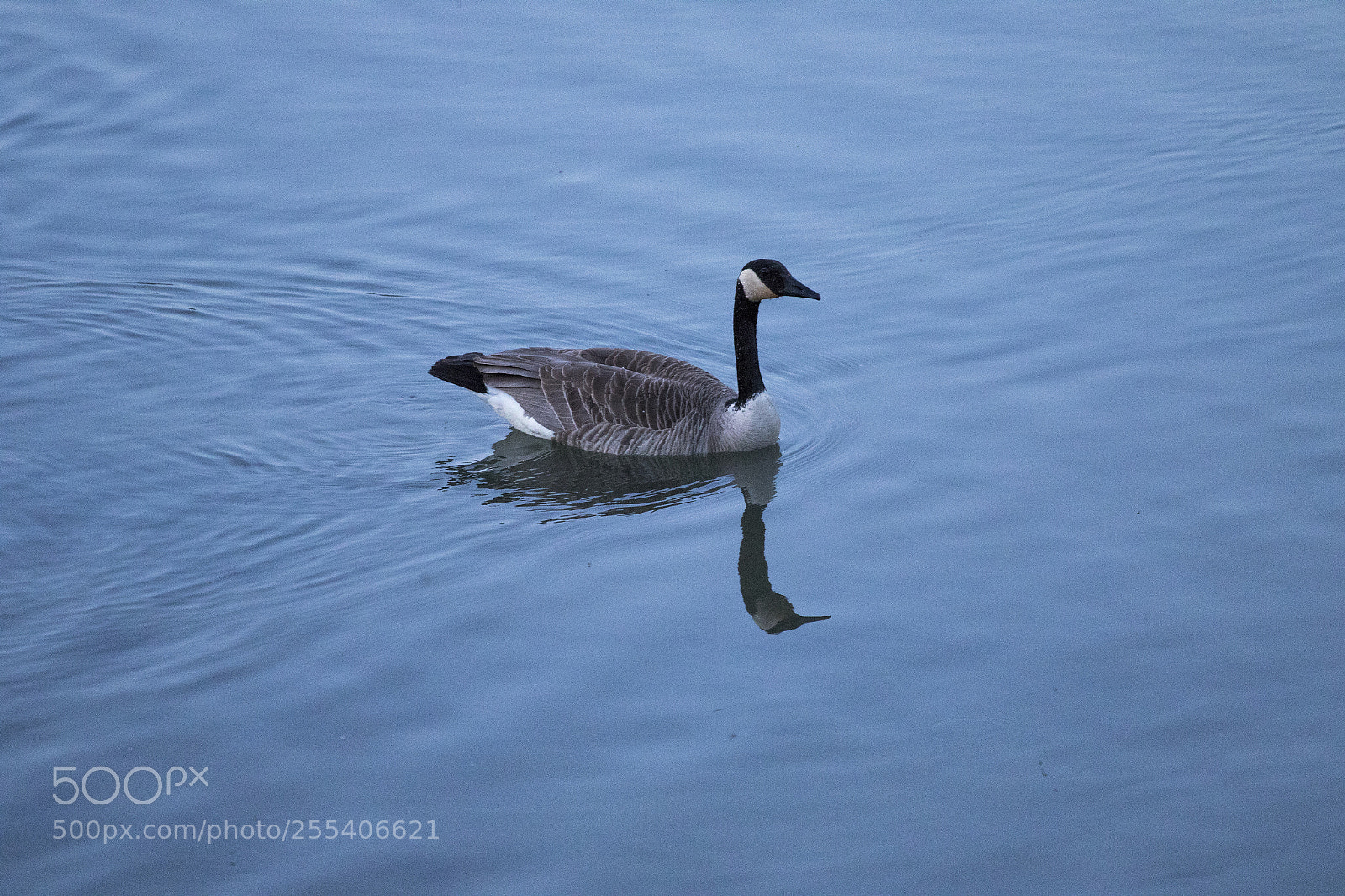 Canon EOS 7D Mark II sample photo. Goose edmonton 1 photography