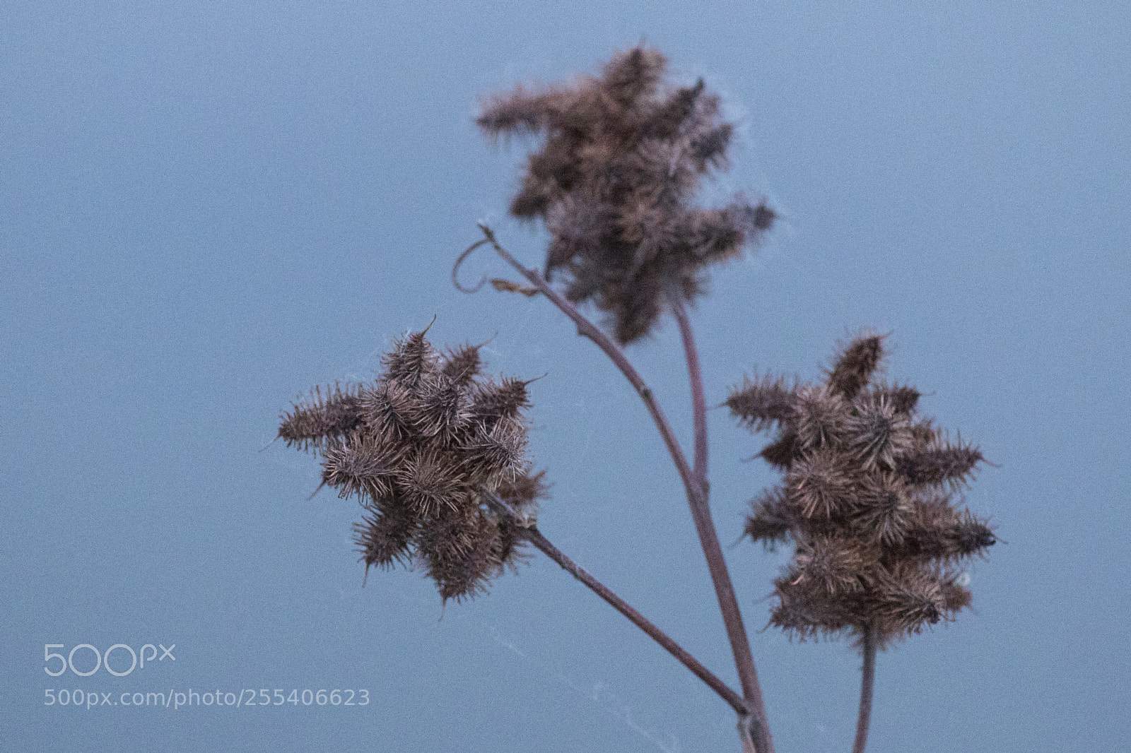 Canon EOS 7D Mark II sample photo. Nature edmonton photography