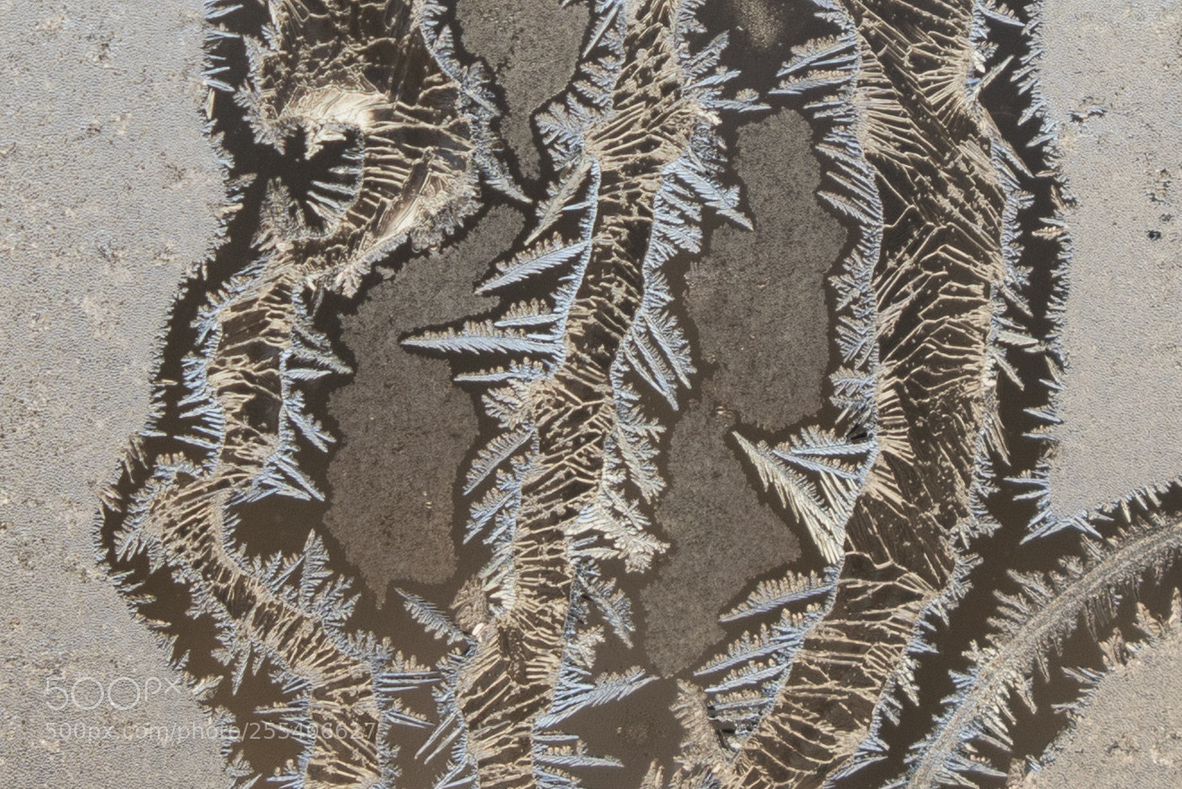 Canon EOS 7D Mark II sample photo. Frozen window edmonton 1 photography