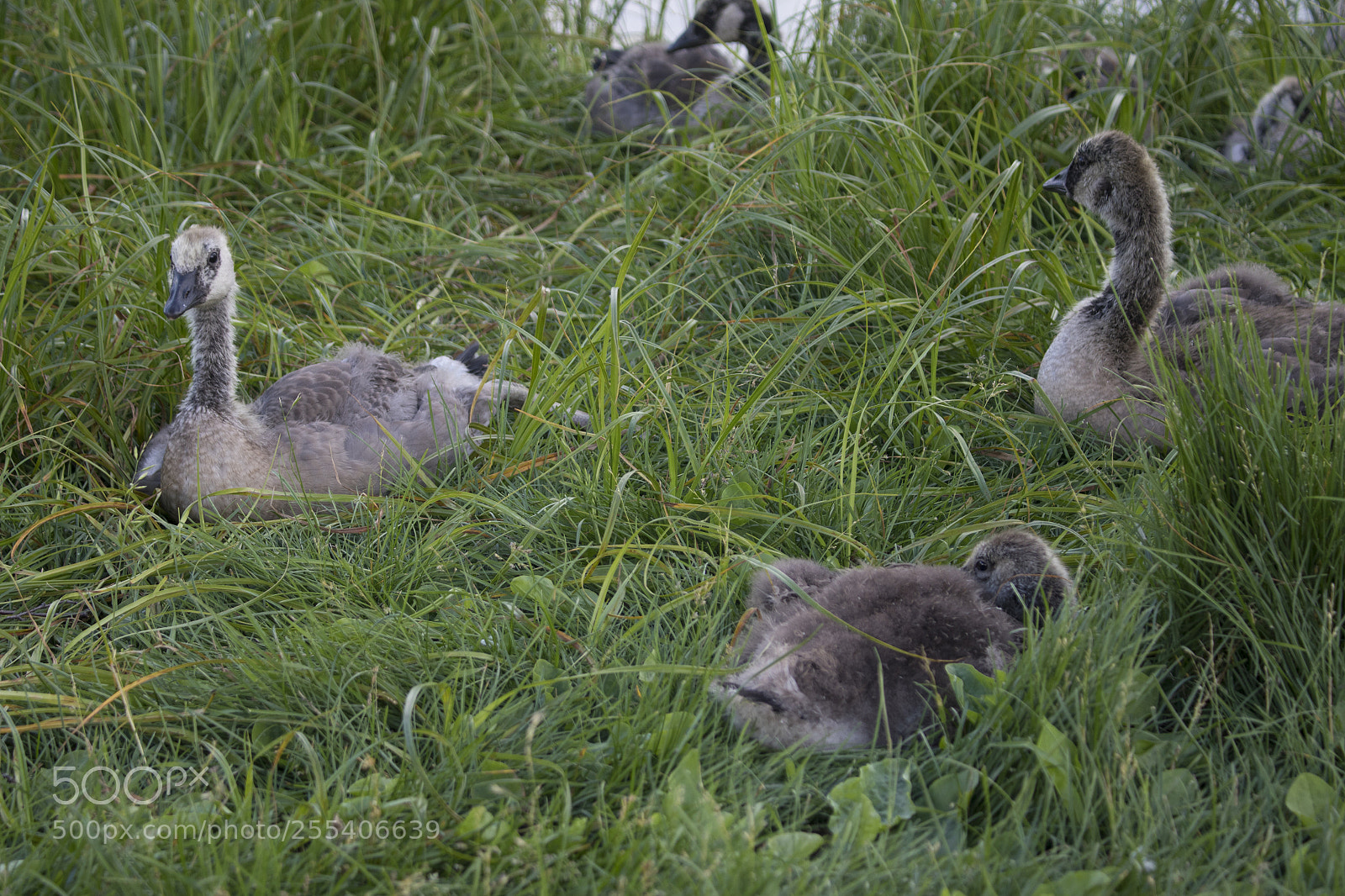 Canon EOS 7D Mark II sample photo. Goose edmonton 2 photography