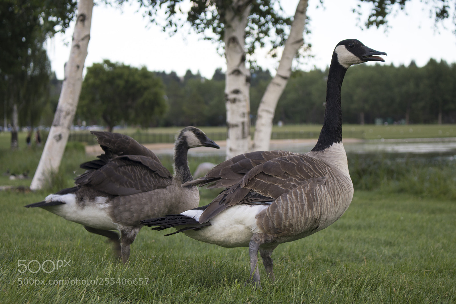 Canon EOS 7D Mark II sample photo. Goose edmonton 3 photography