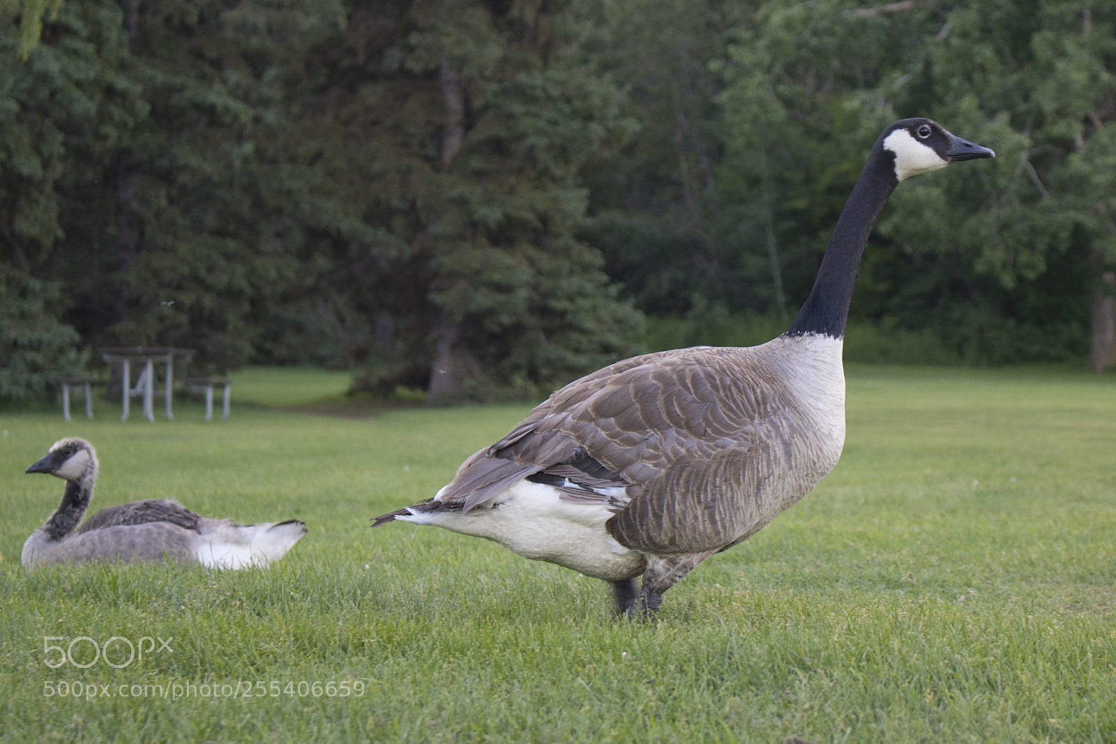 Canon EOS 7D Mark II sample photo. Goose edmonton 4 photography