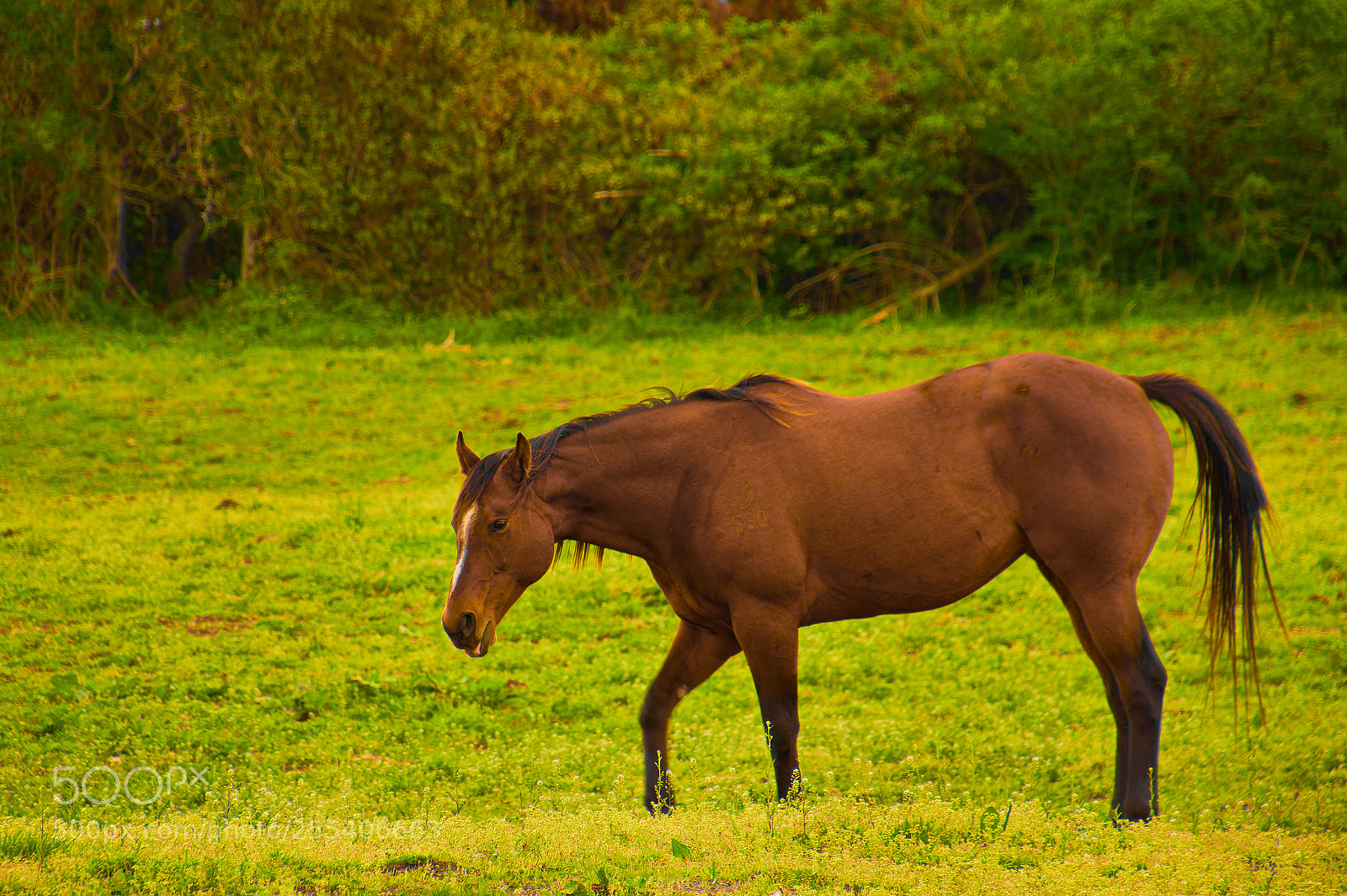 Nikon D500 sample photo. In the grassland ... photography