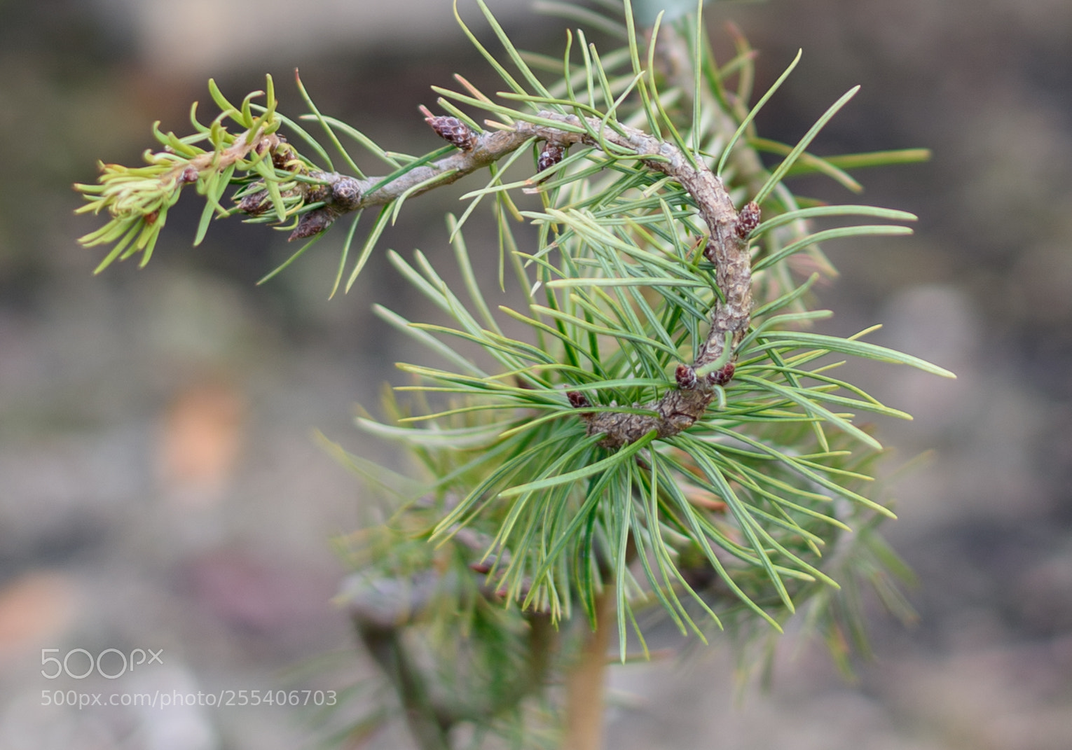 Nikon Df sample photo. Хвойный набросок photography