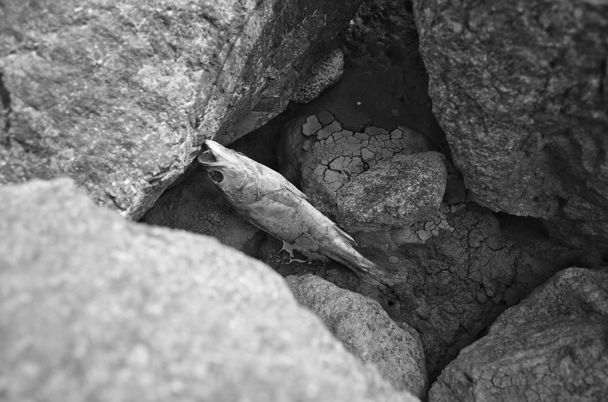 Nikon Coolpix A sample photo. Dry photography