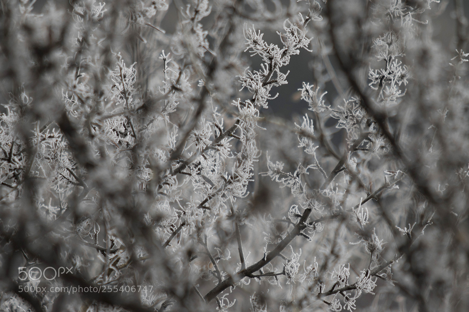 Canon EOS 7D Mark II sample photo. Frozen trees edmonton 1 photography