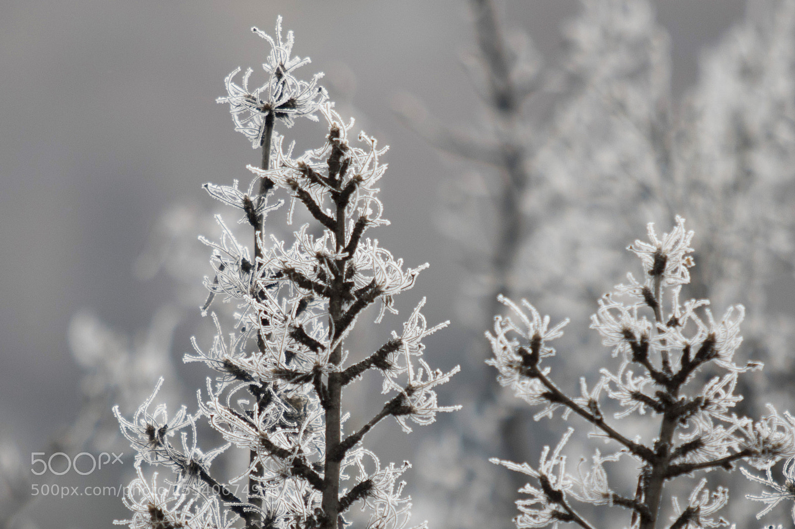 Canon EOS 7D Mark II sample photo. Frozen trees edmonton 2 photography