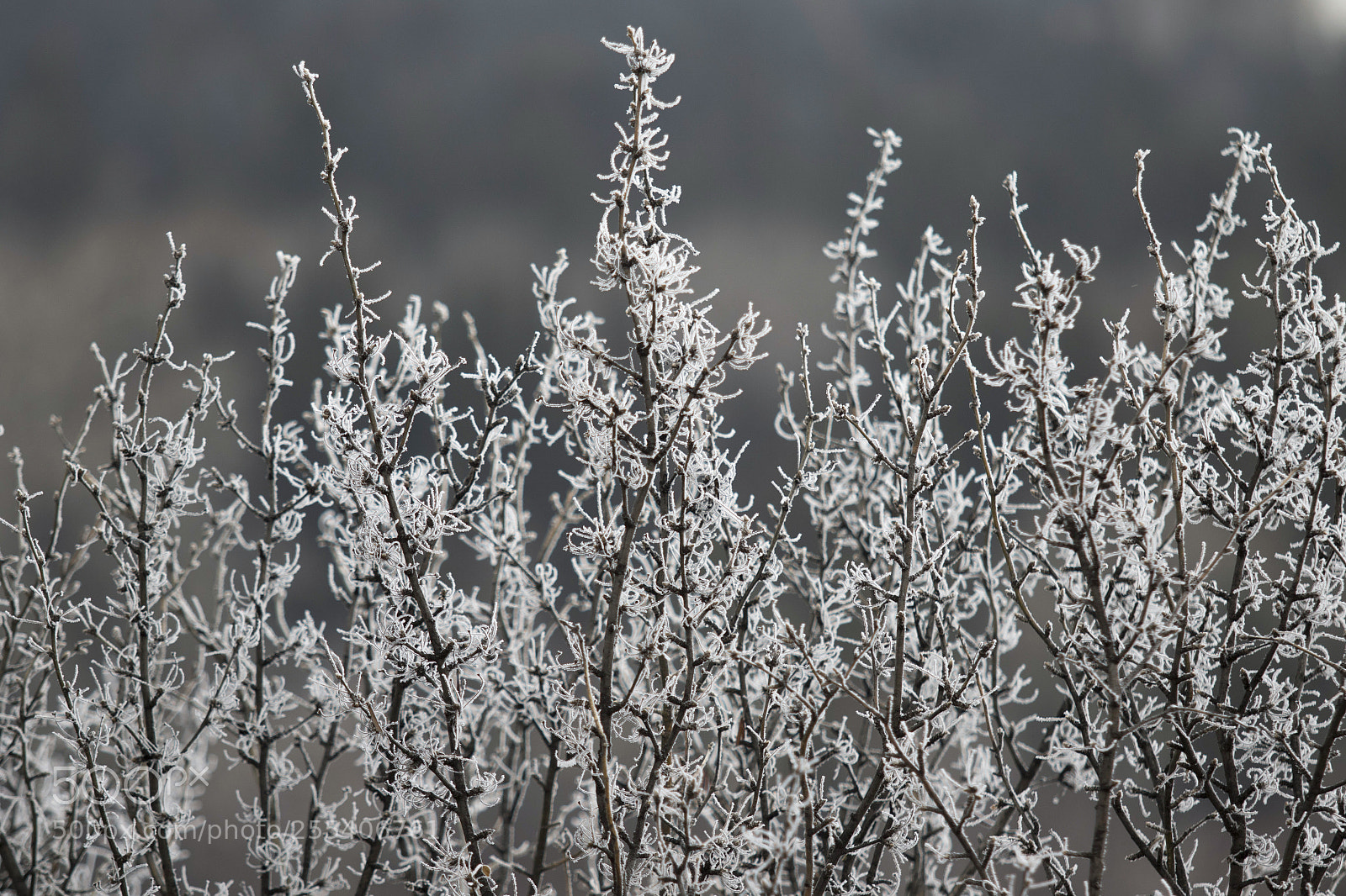 Canon EOS 7D Mark II sample photo. Frozen trees edmonton 3 photography
