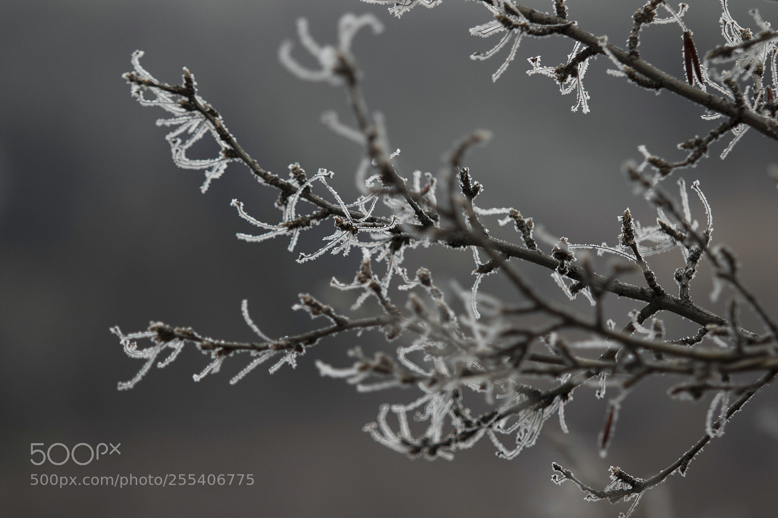 Canon EOS 7D Mark II sample photo. Frozen trees edmonton 4 photography