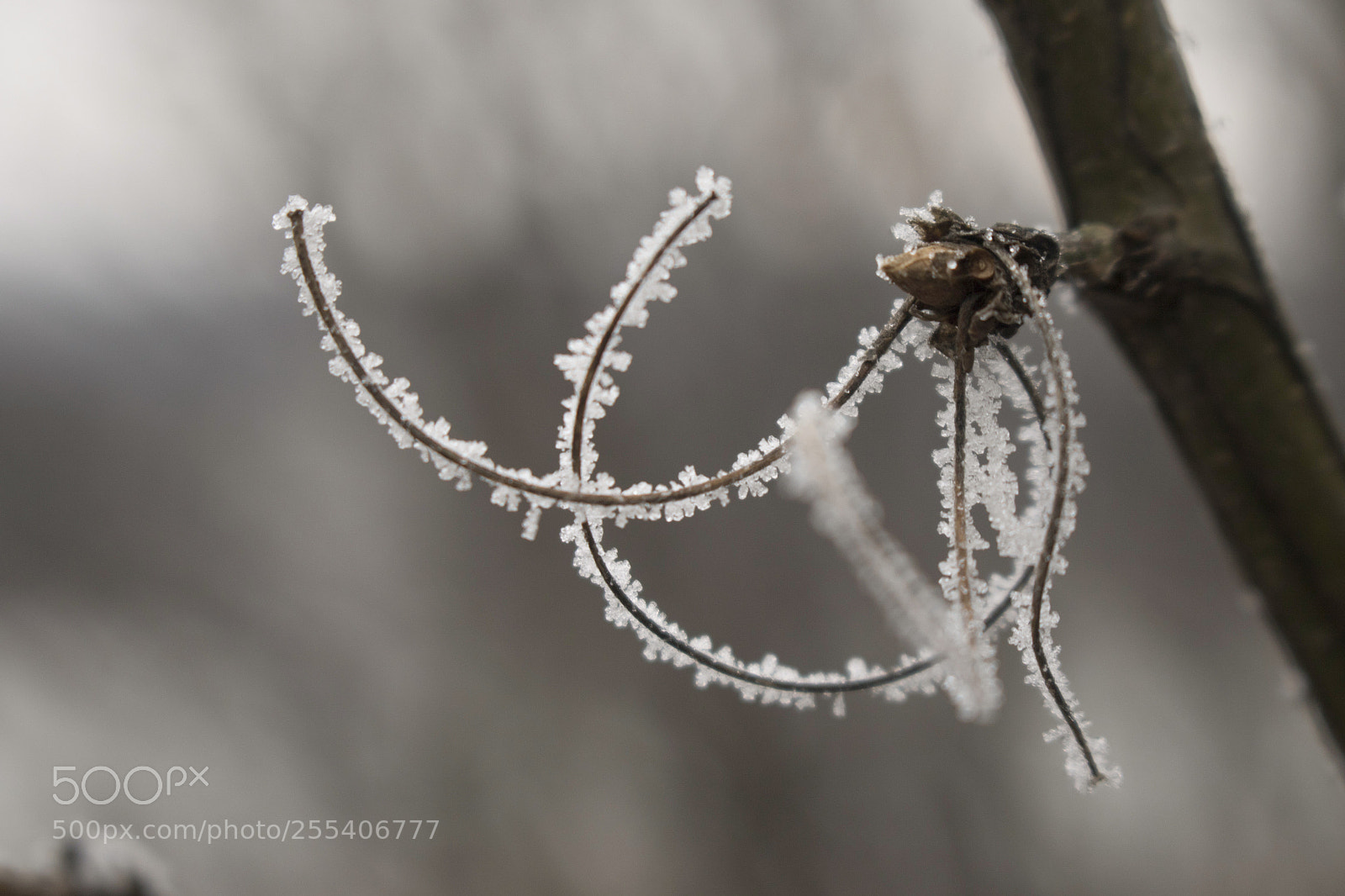 Canon EOS 7D Mark II sample photo. Frozen trees edmonton 8 photography