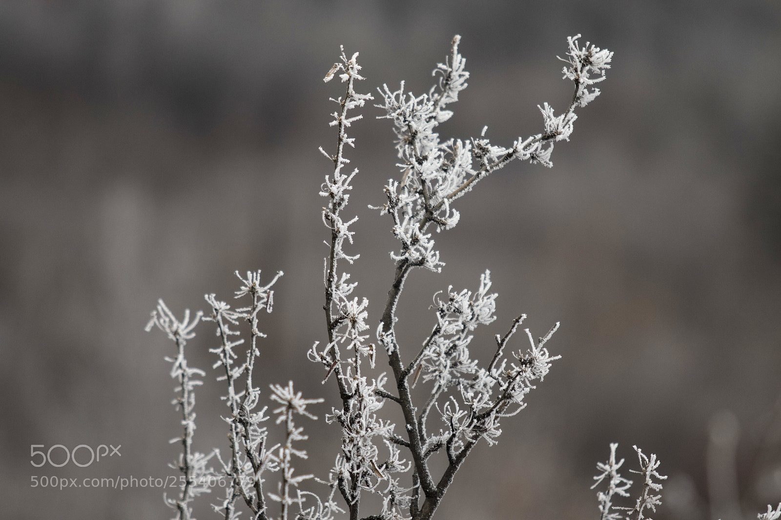 Canon EOS 7D Mark II sample photo. Frozen trees edmonton 5 photography