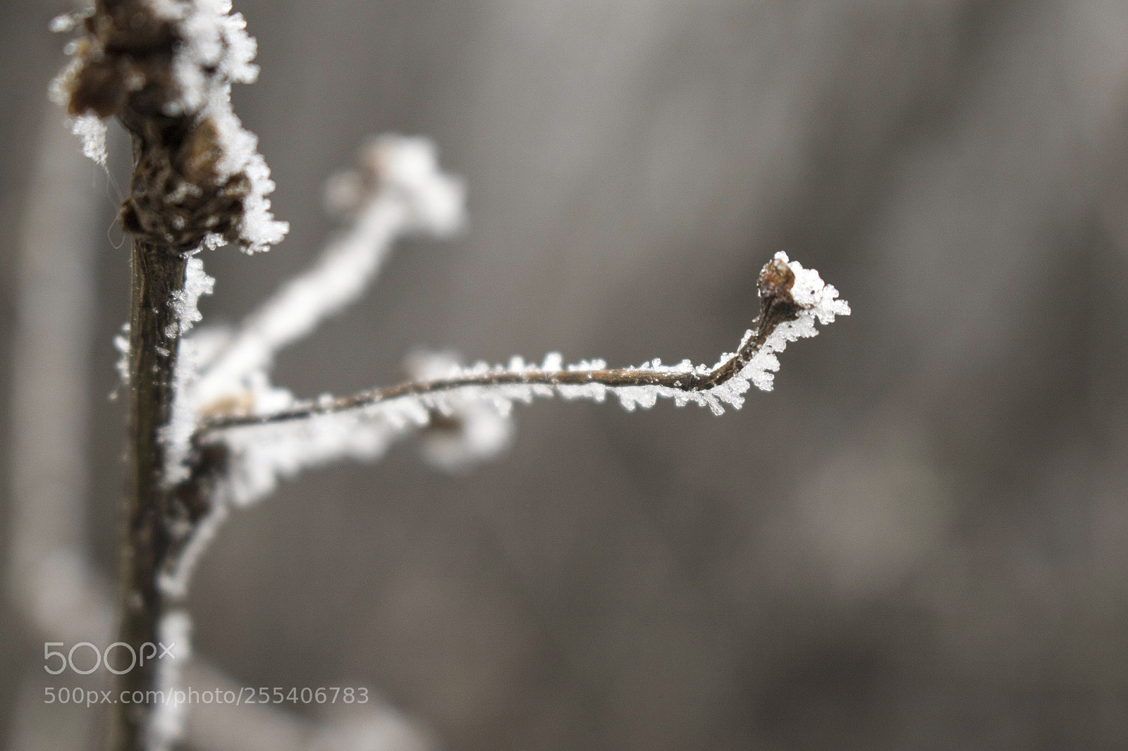 Canon EOS 7D Mark II sample photo. Frozen trees edmonton 7 photography