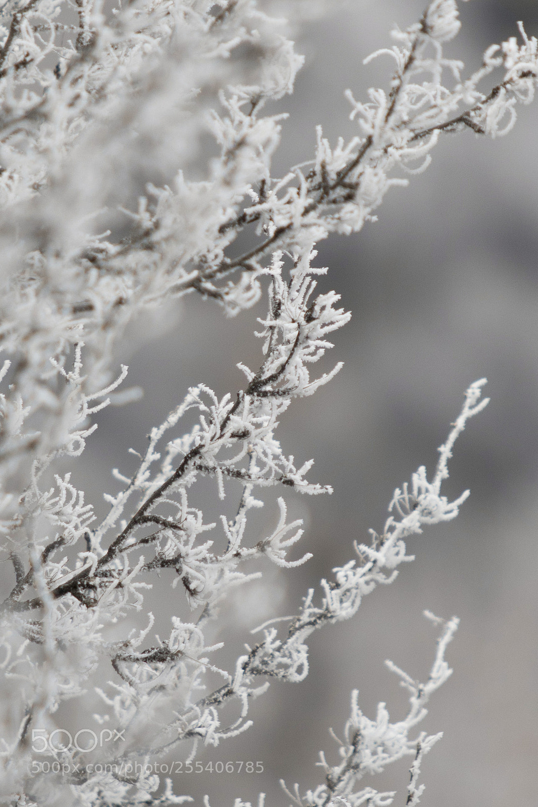 Canon EOS 7D Mark II sample photo. Frozen trees edmonton 6 photography
