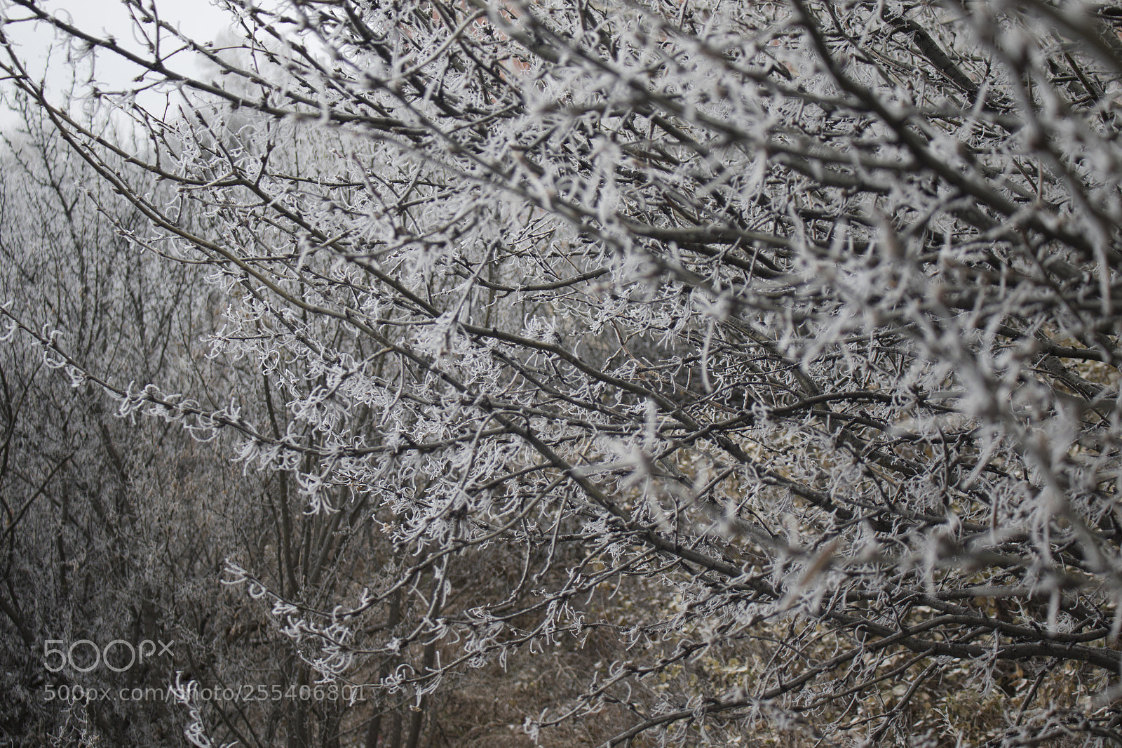 Canon EOS 7D Mark II sample photo. Frozen trees edmonton 10 photography