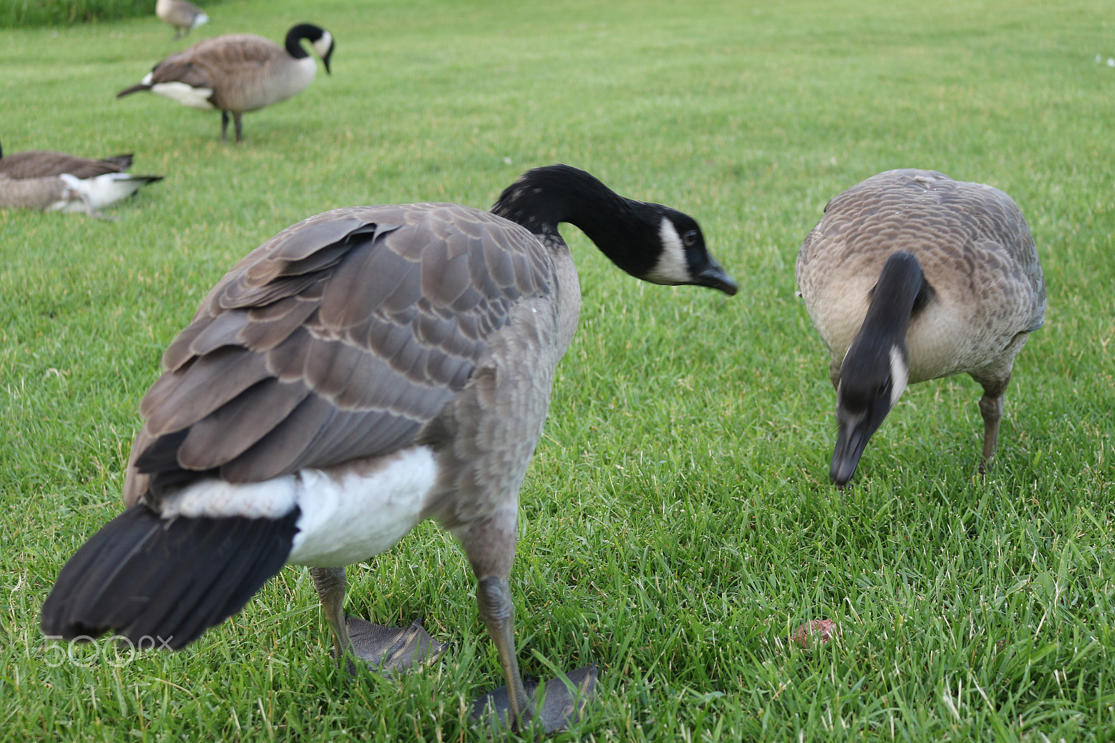Canon EOS 7D Mark II sample photo. Goose edmonton 5 photography