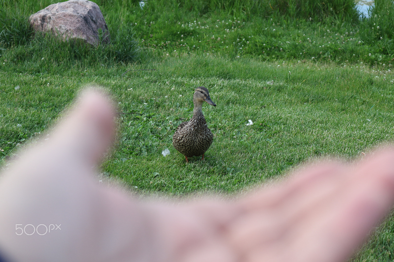 Canon EOS 7D Mark II sample photo. Duck edmonton 1 photography