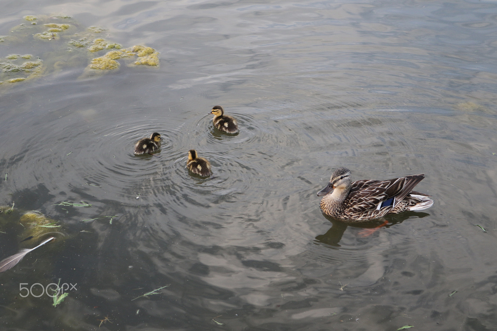 Canon EOS 7D Mark II sample photo. Duck edmonton 2 photography