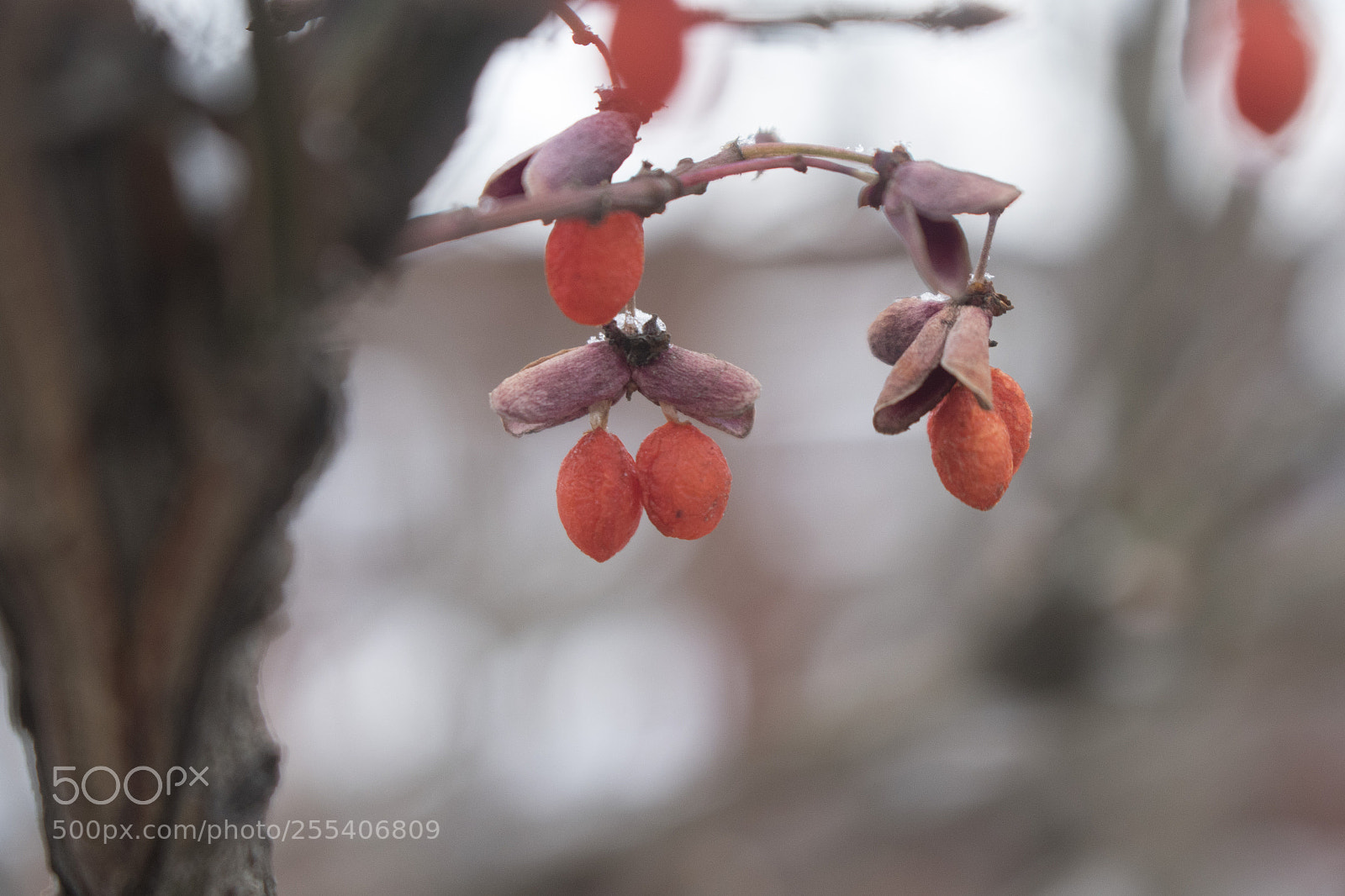Canon EOS 7D Mark II sample photo. Tree edmonton photography
