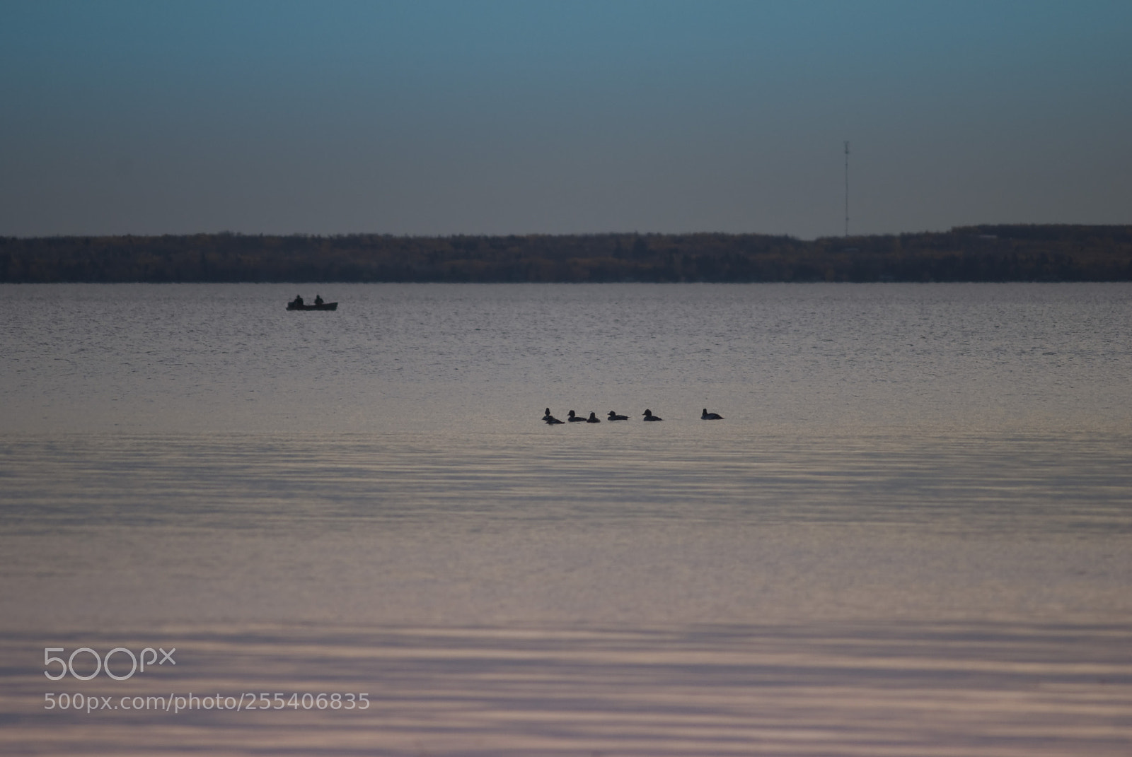 Nikon D60 sample photo. Lake pigeon photography