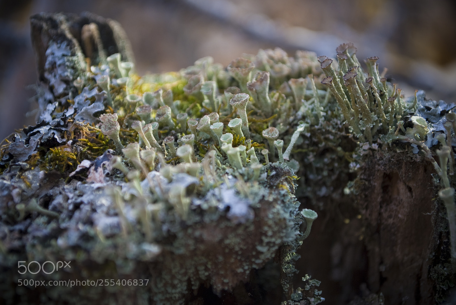 Nikon D60 sample photo. Tiny world photography