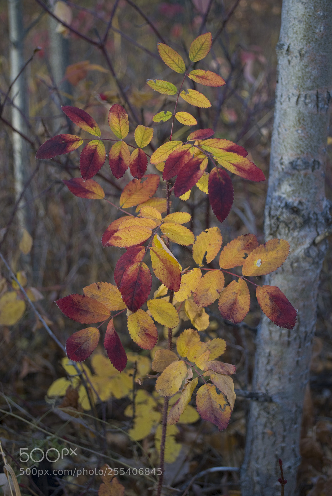 Nikon D60 sample photo. Yellow nature photography