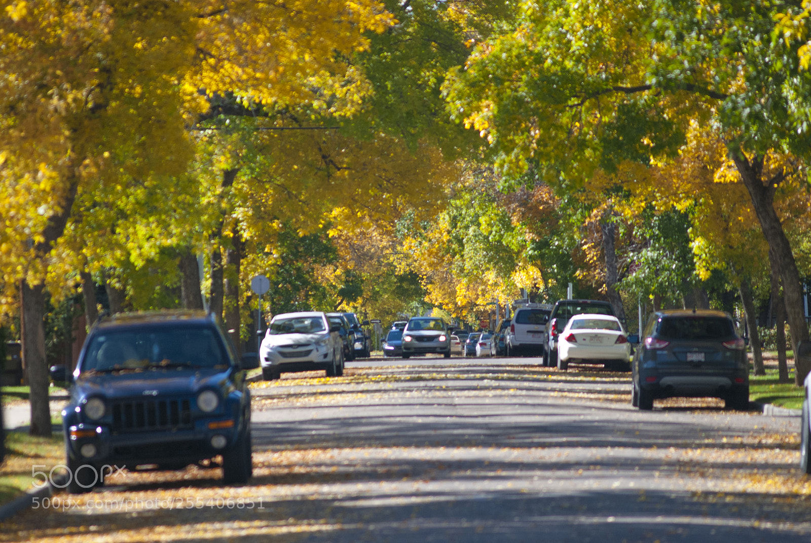 Nikon D60 sample photo. Car fall photography