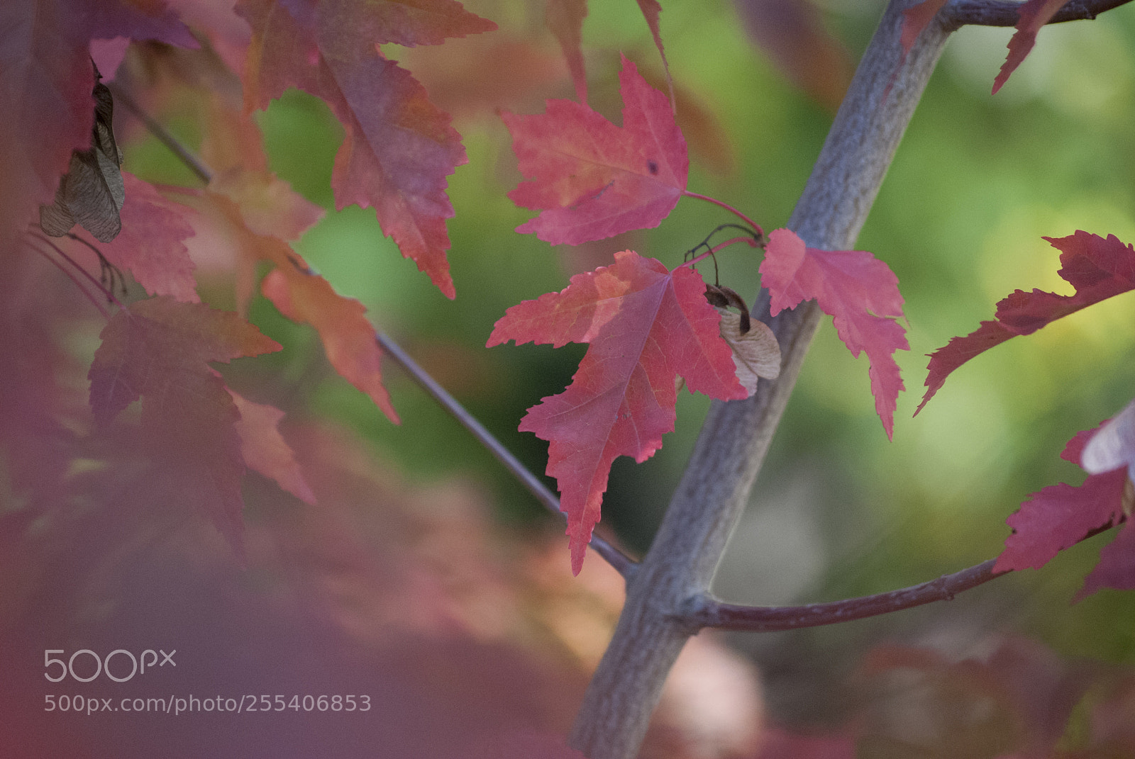 Nikon D60 sample photo. Red 4 photography