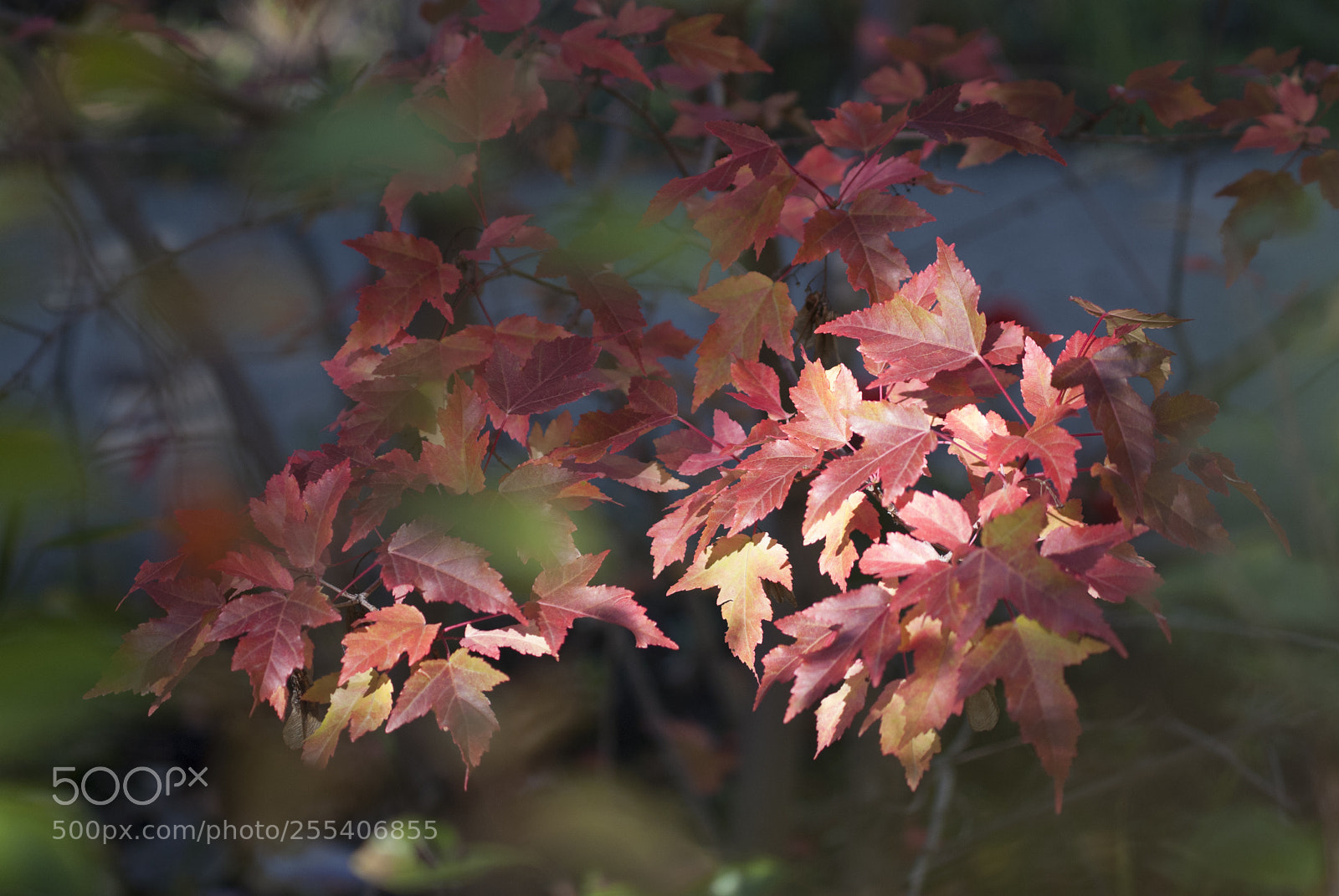 Nikon D60 sample photo. Red2 photography