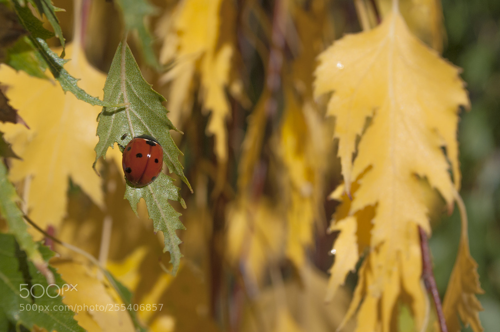 Nikon D60 sample photo. Colourful leaves 4 photography
