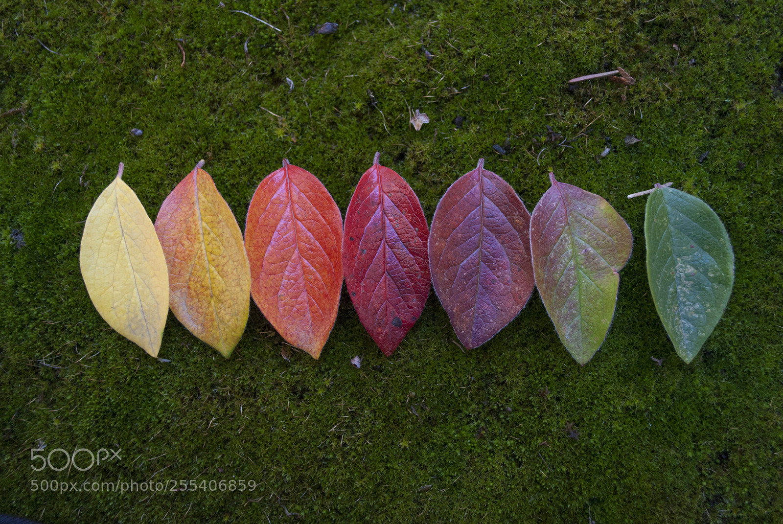Nikon D60 sample photo. Colourful leaves 3 photography