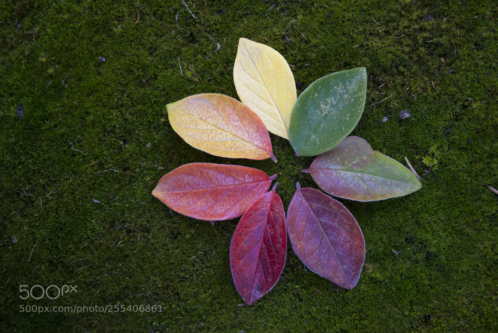 Nikon D60 sample photo. Colourful leaves 2 photography