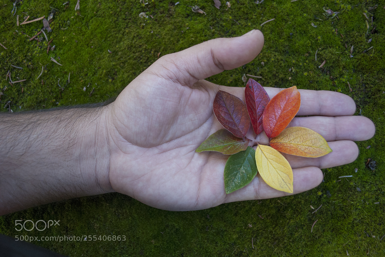 Nikon D60 sample photo. Colourful leaves 1 photography