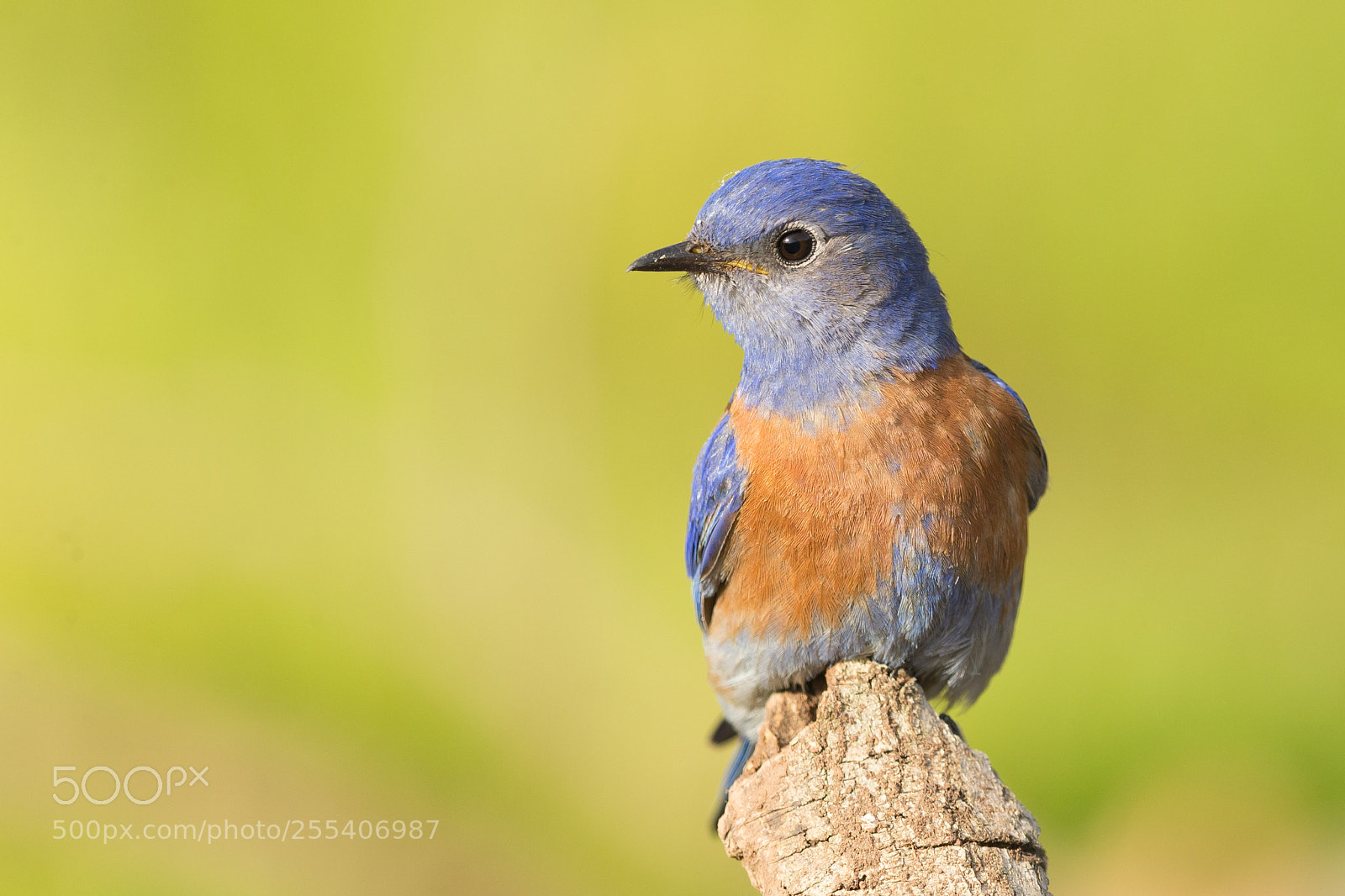 Canon EOS-1D X sample photo. Western bluebird photography