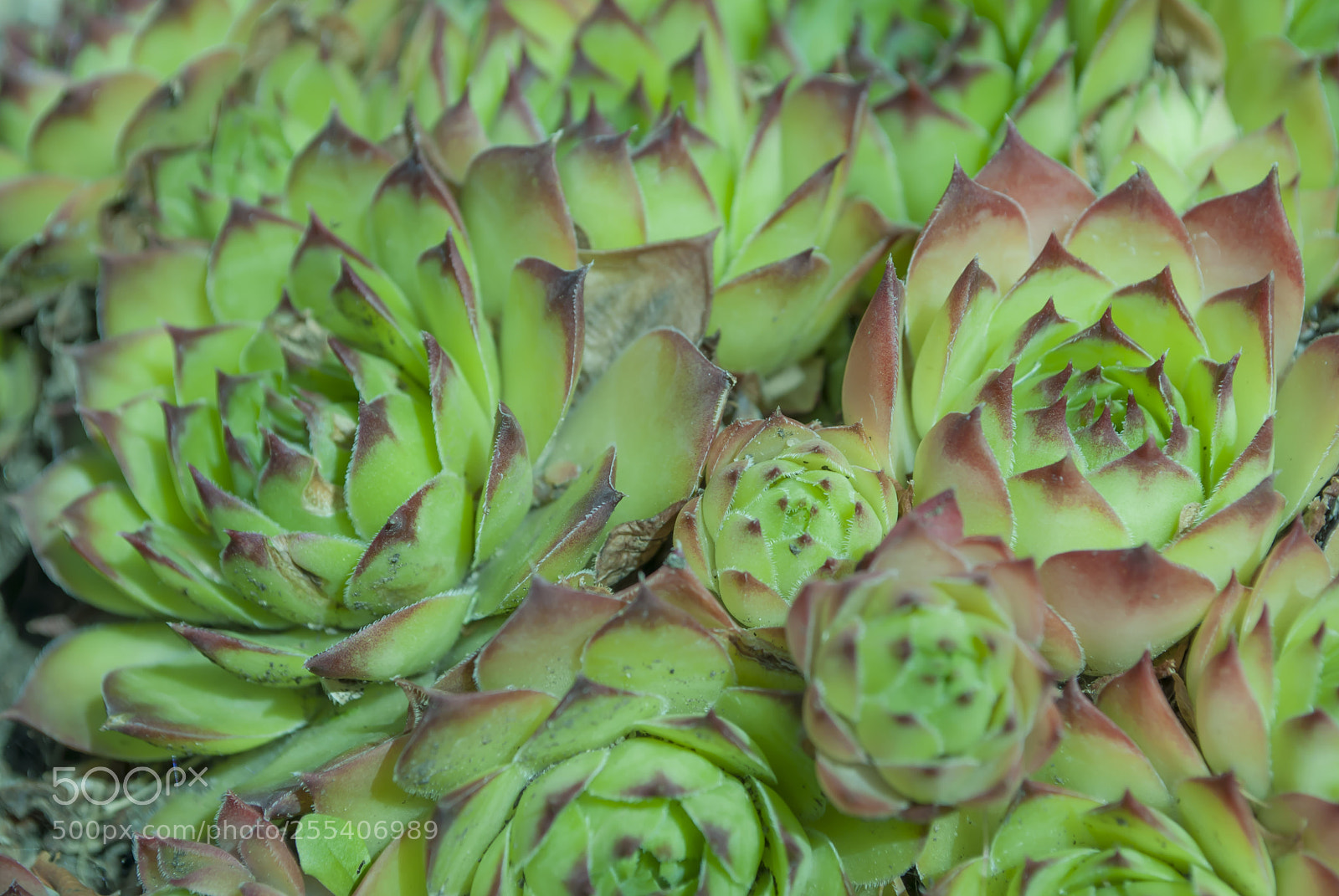 Nikon D60 sample photo. Leaf photography