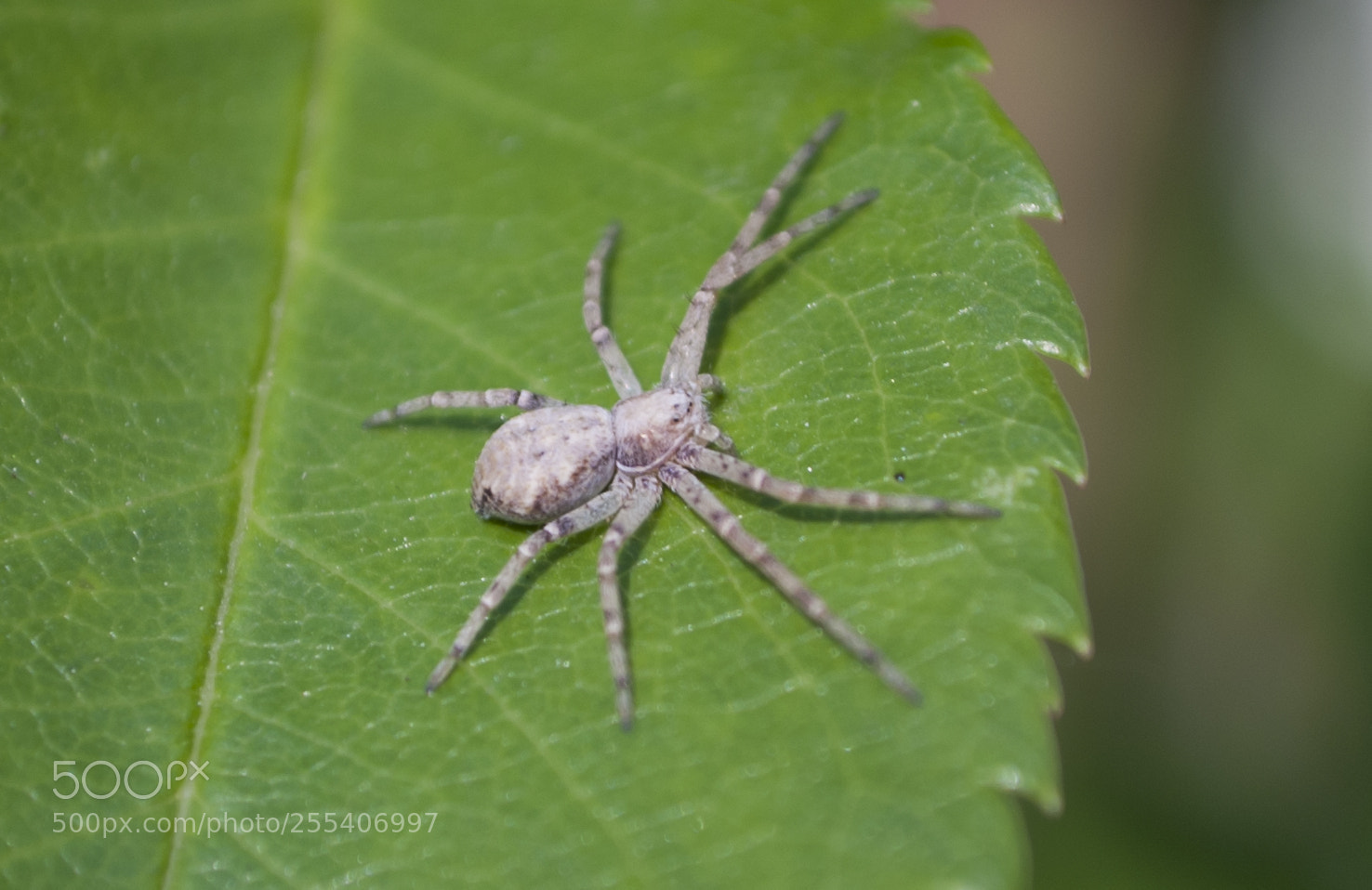 Nikon D60 sample photo. Spider photography