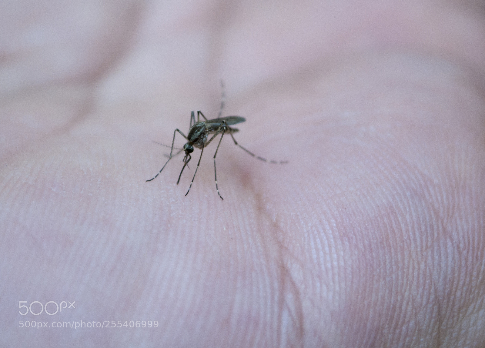 Nikon D60 sample photo. Mosquito photography