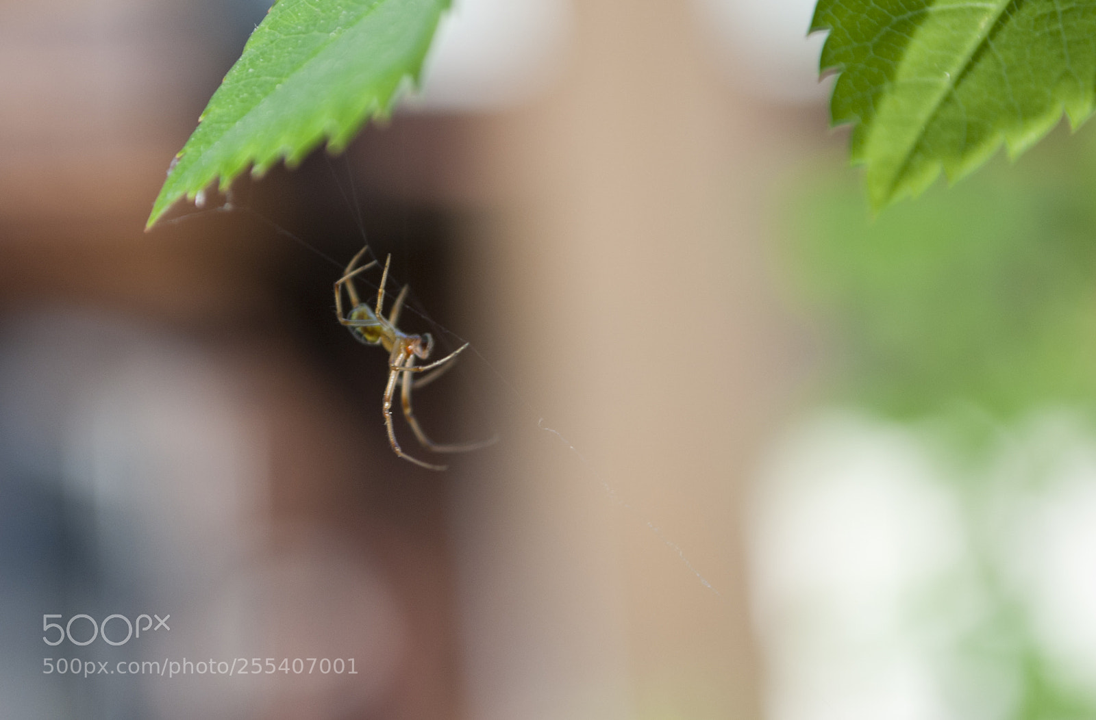 Nikon D60 sample photo. Spider 5 photography