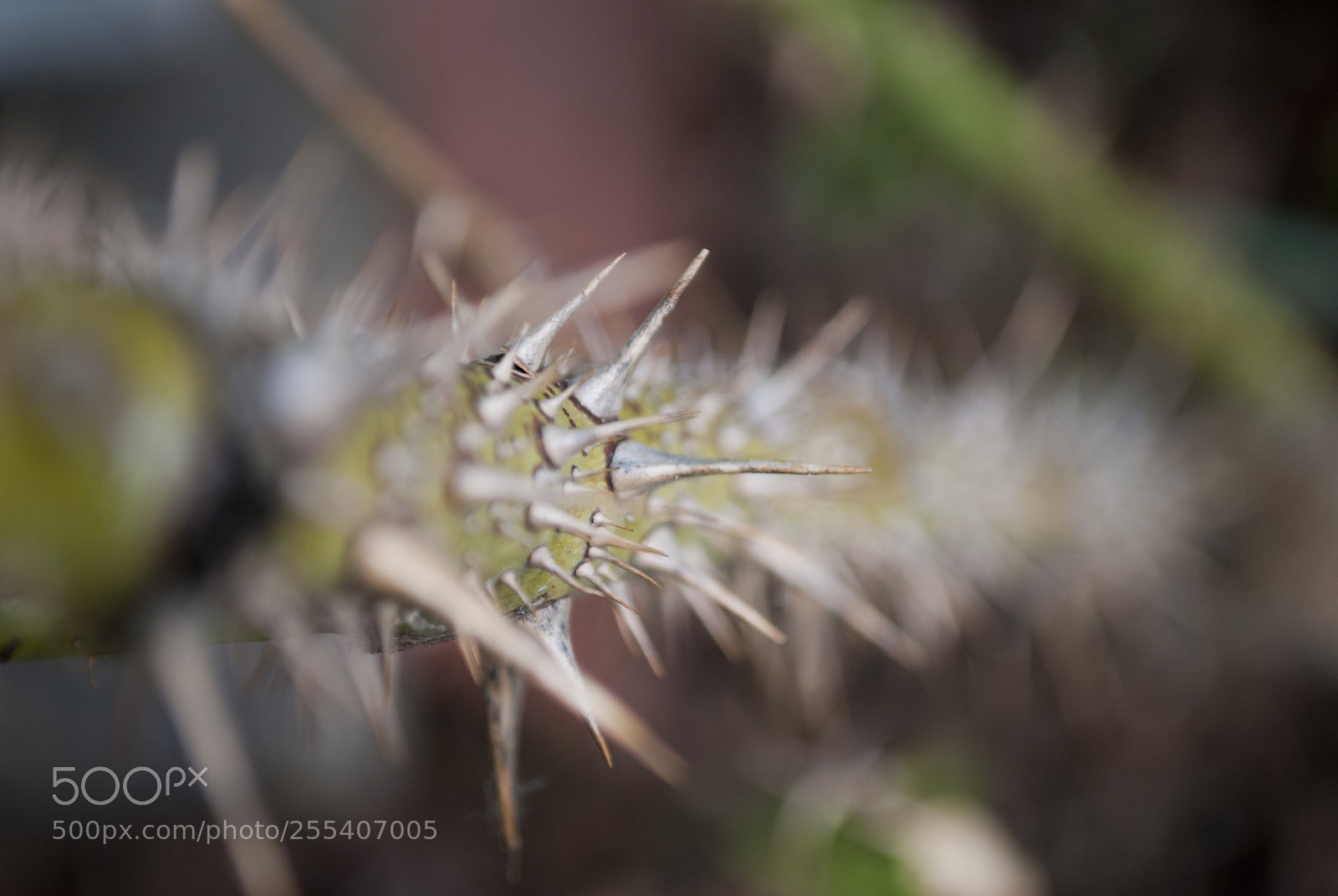 Nikon D60 sample photo. Sharpness photography