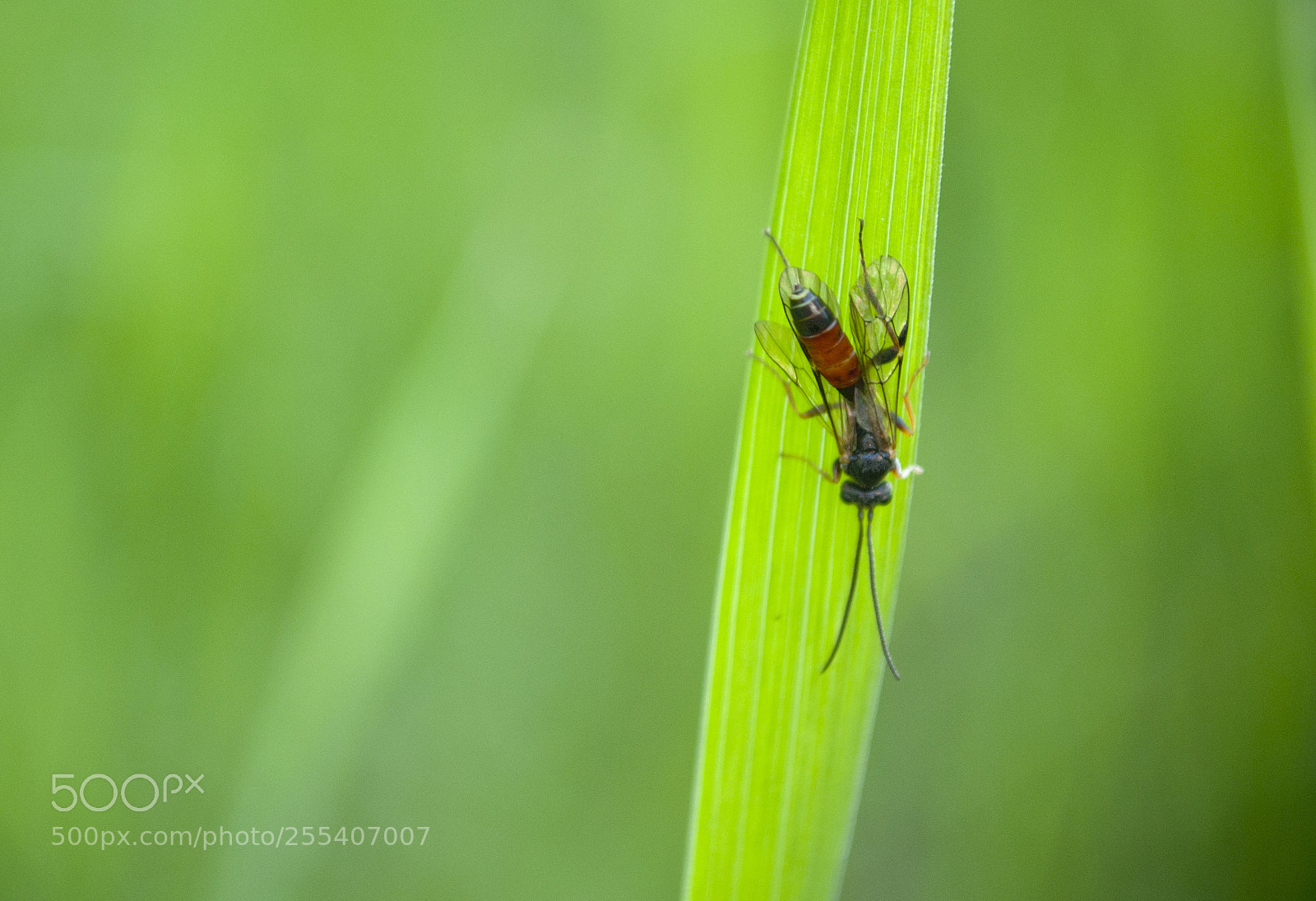 Nikon D60 sample photo. Tiny bee photography