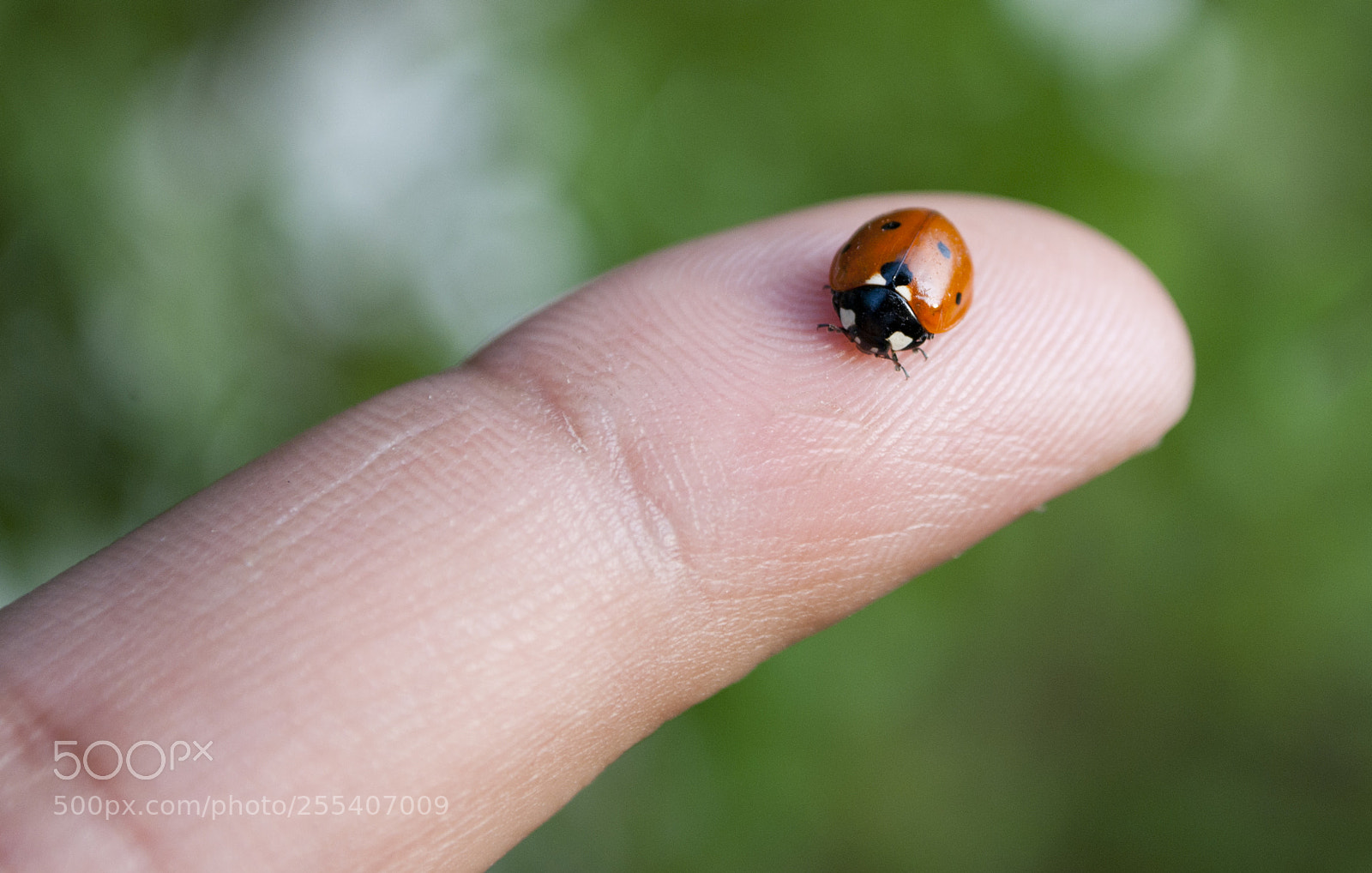 Nikon D60 sample photo. Ladybug 2 photography
