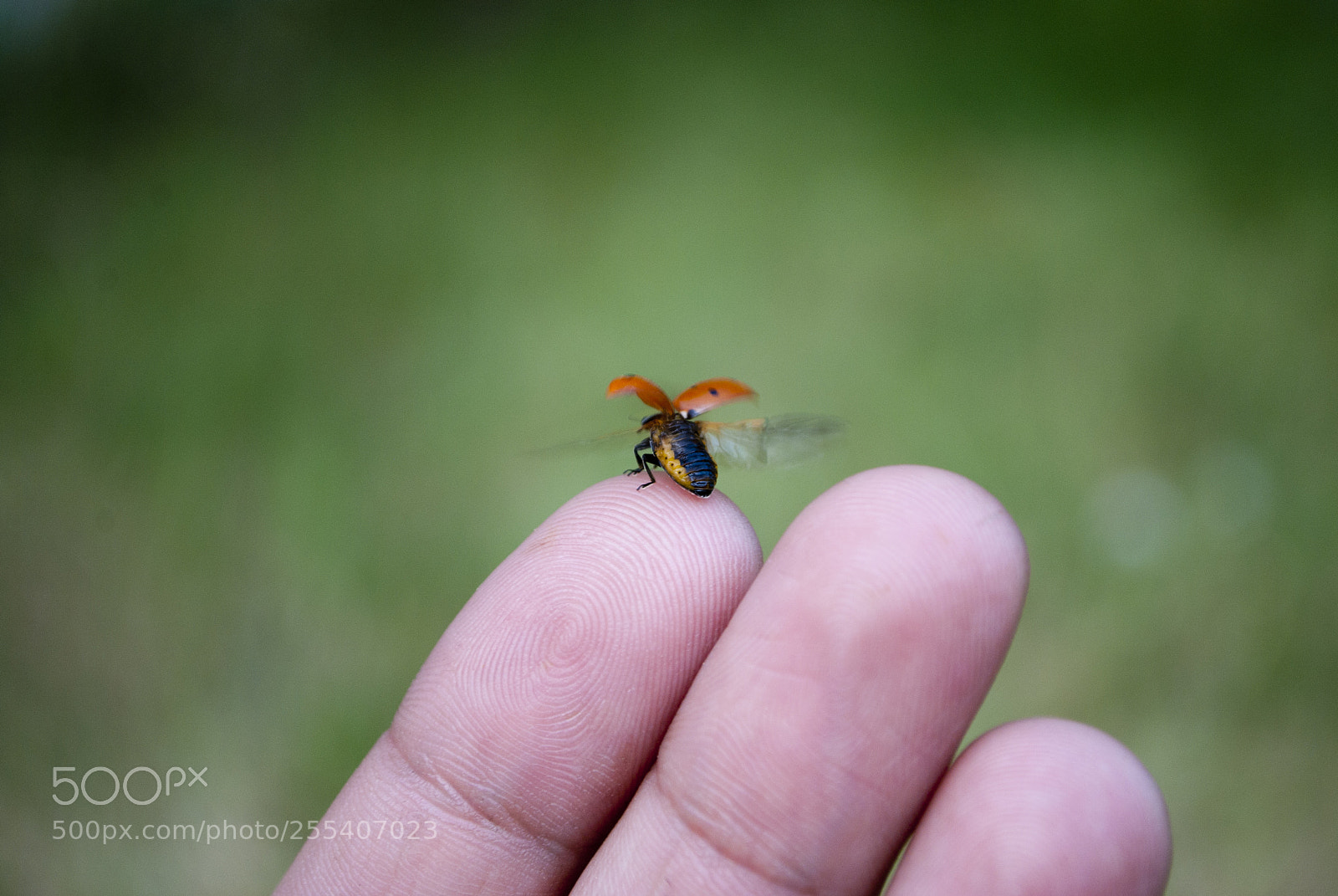 Nikon D60 sample photo. Ladybug flying photography