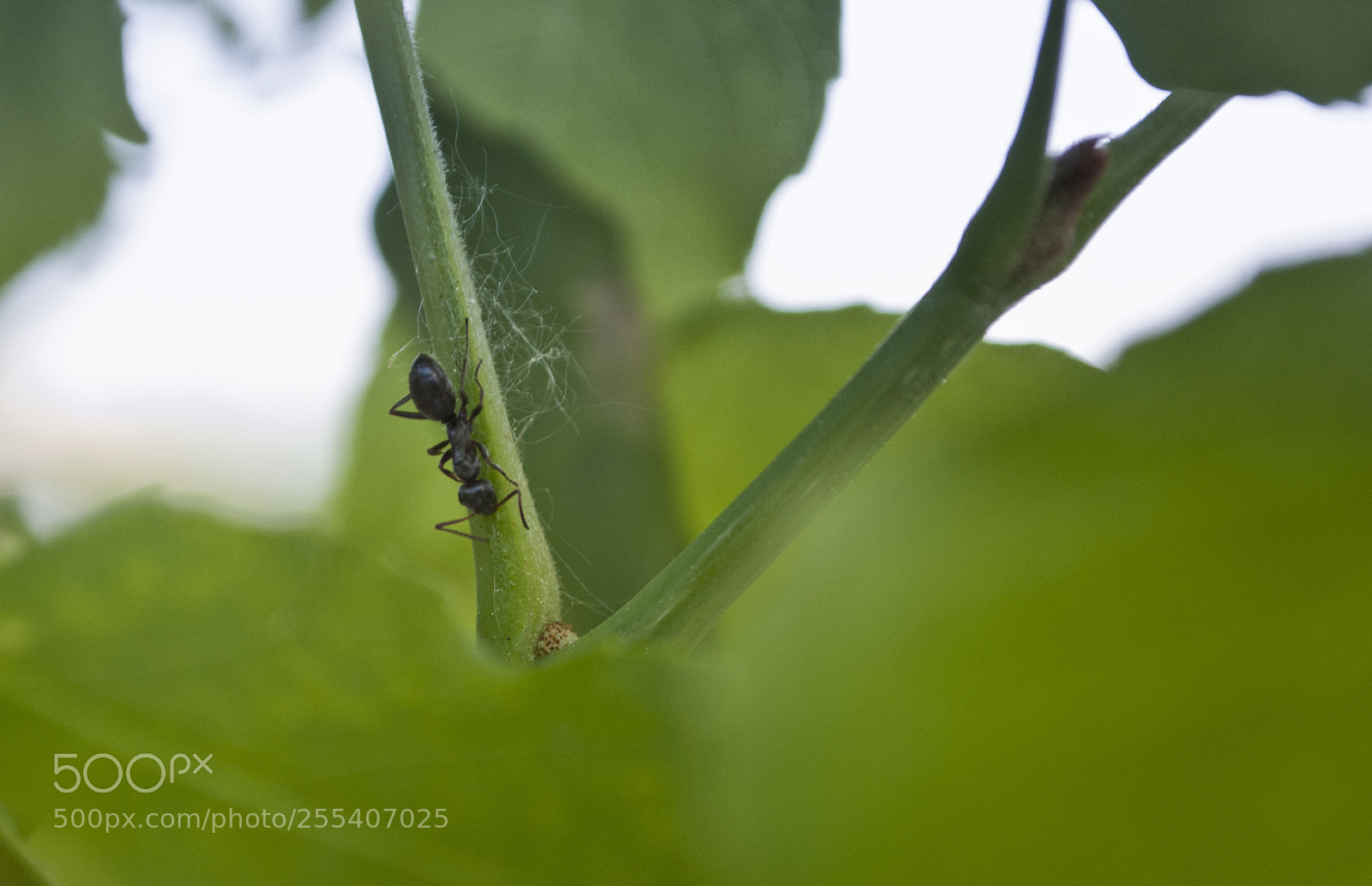 Nikon D60 sample photo. Bugs on green photography