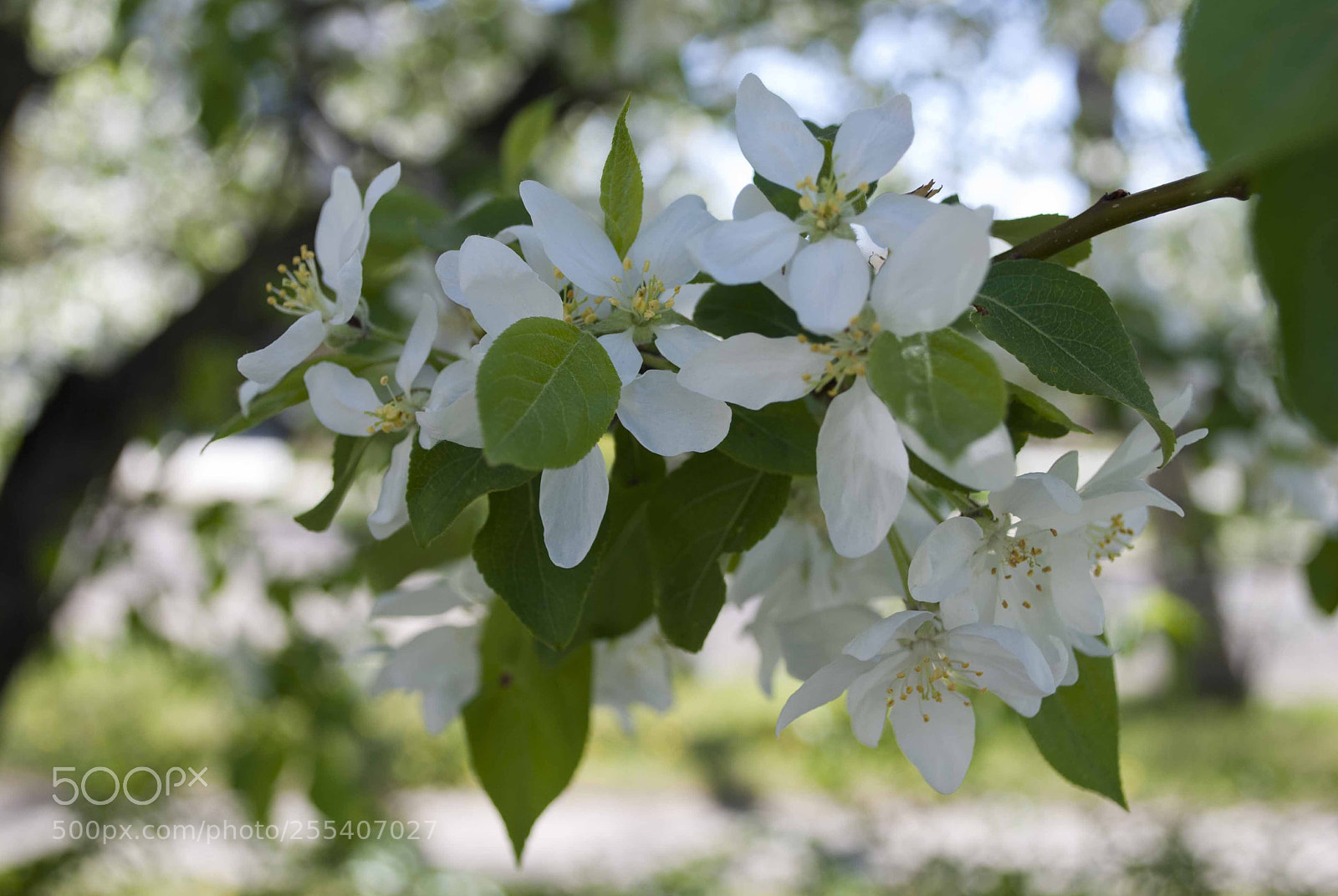 Nikon D60 sample photo. Apple flowers photography