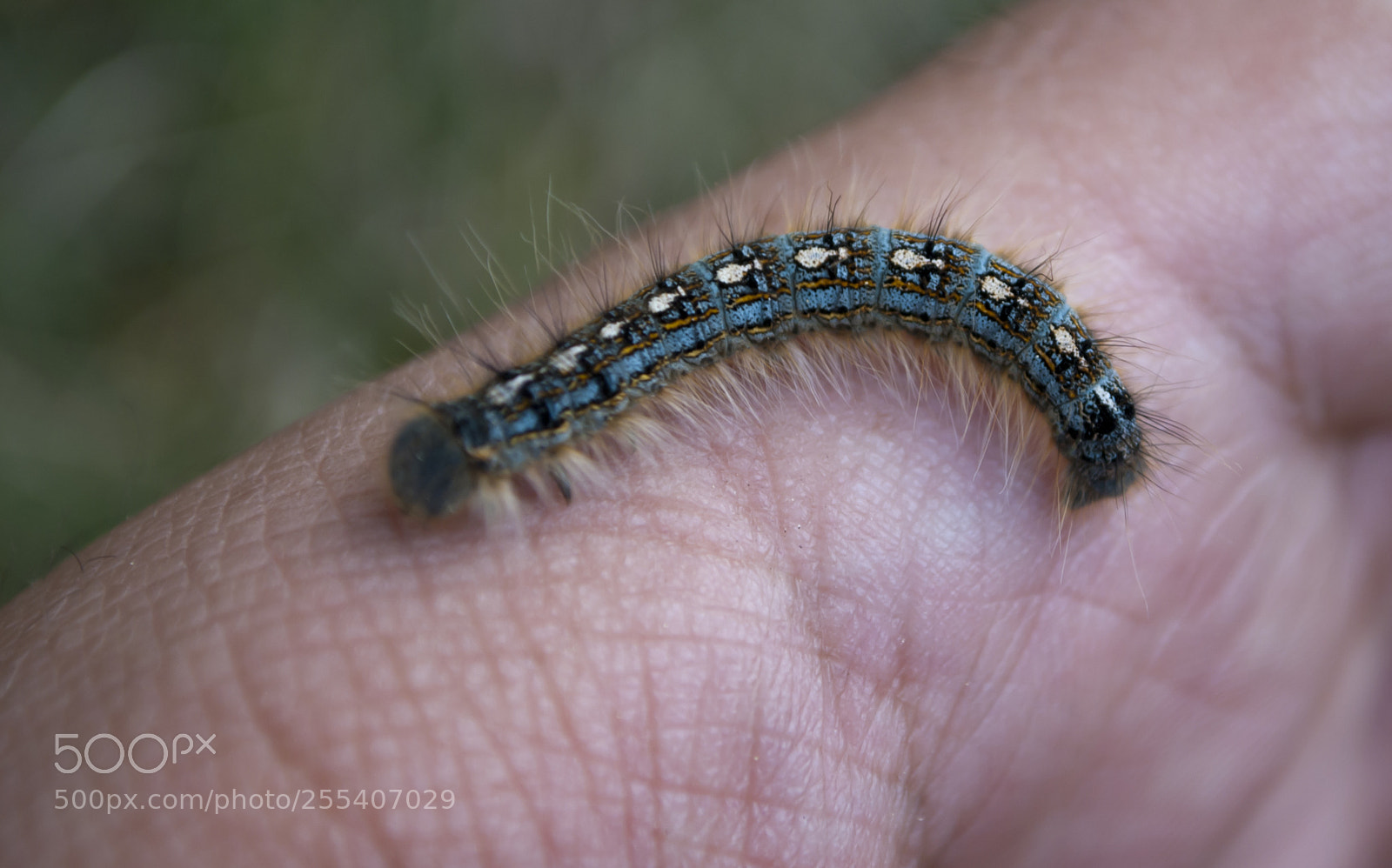 Nikon D60 sample photo. Worm on my hand photography