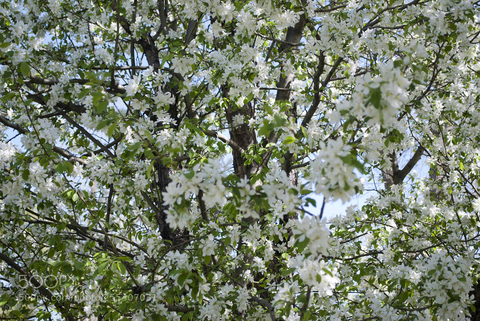 Nikon D60 sample photo. Flower 3 photography
