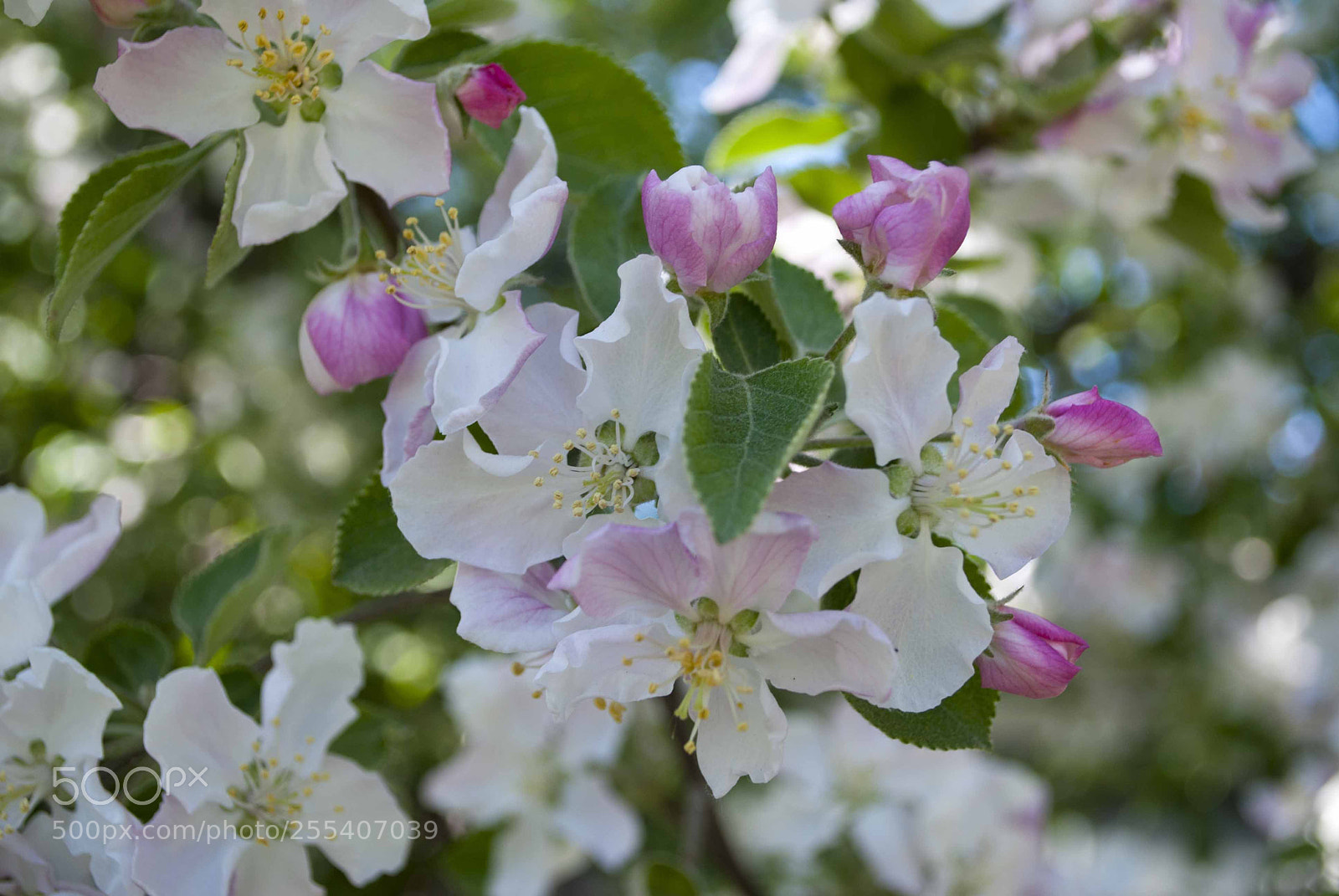 Nikon D60 sample photo. Flower 1 photography