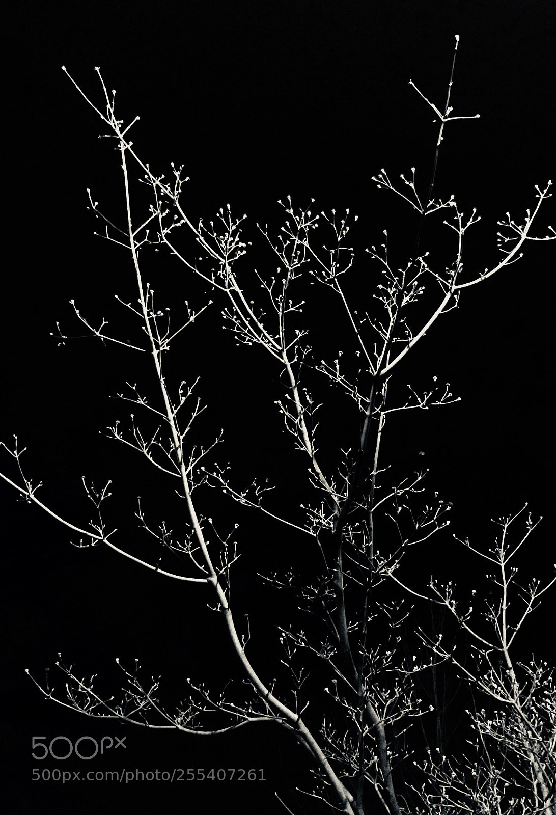Apple iPhone 7 sample photo. Night glow tree photography