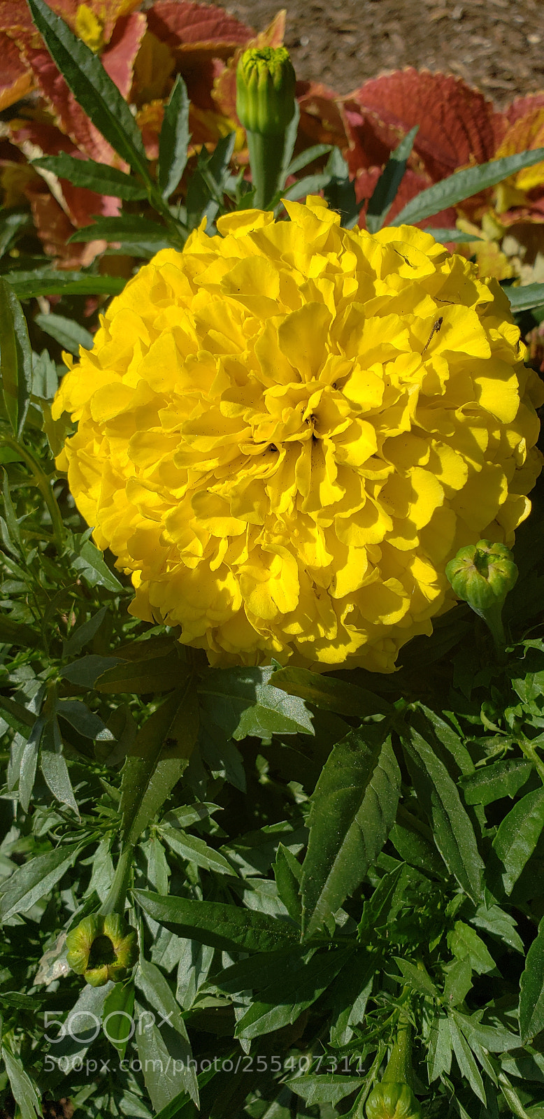 Samsung Galaxy S9 sample photo. Untitled photography