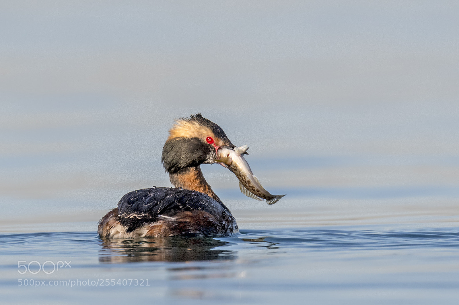Nikon D850 sample photo. Horned grebe photography